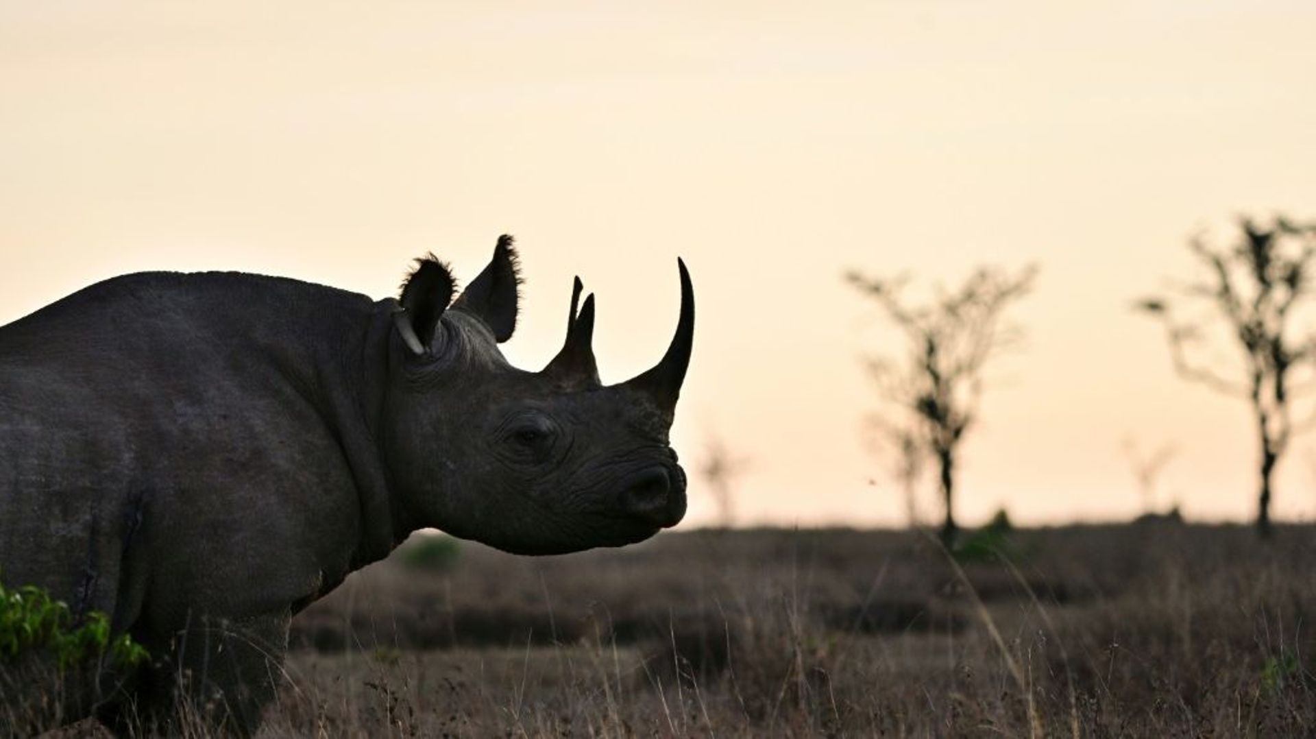Un rhinocéros noir dans la réserve d'Ol Pejeta au Kenya, le 28 mai 2019