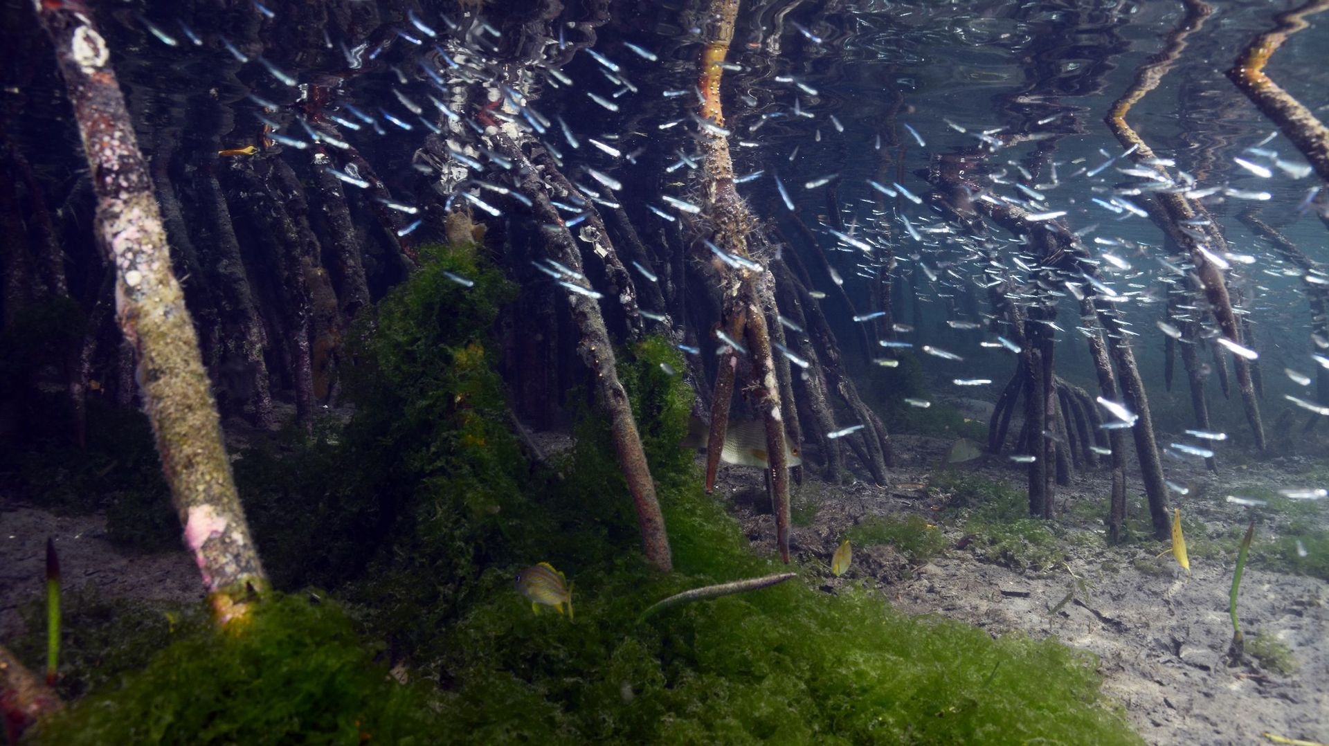 Une mangrove saine