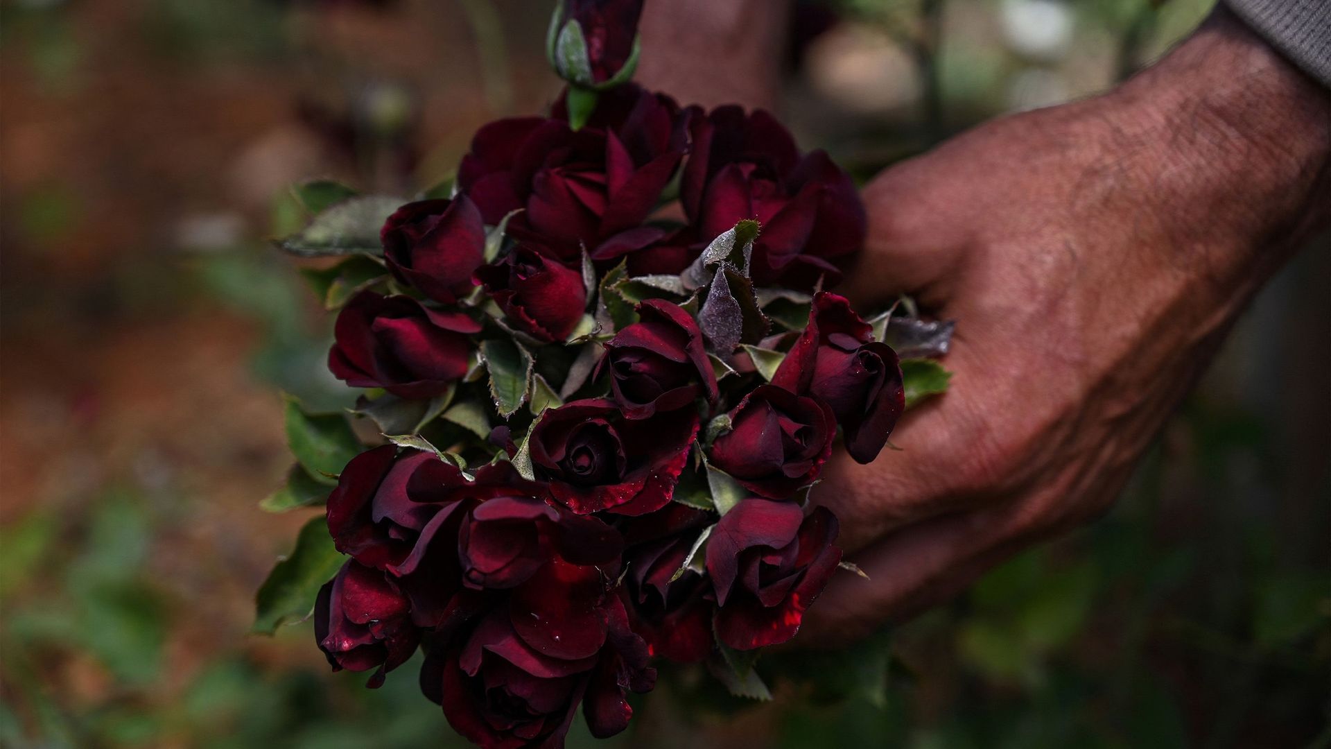 Noires et vertes, les mystères des roses turques sauvées des eaux.