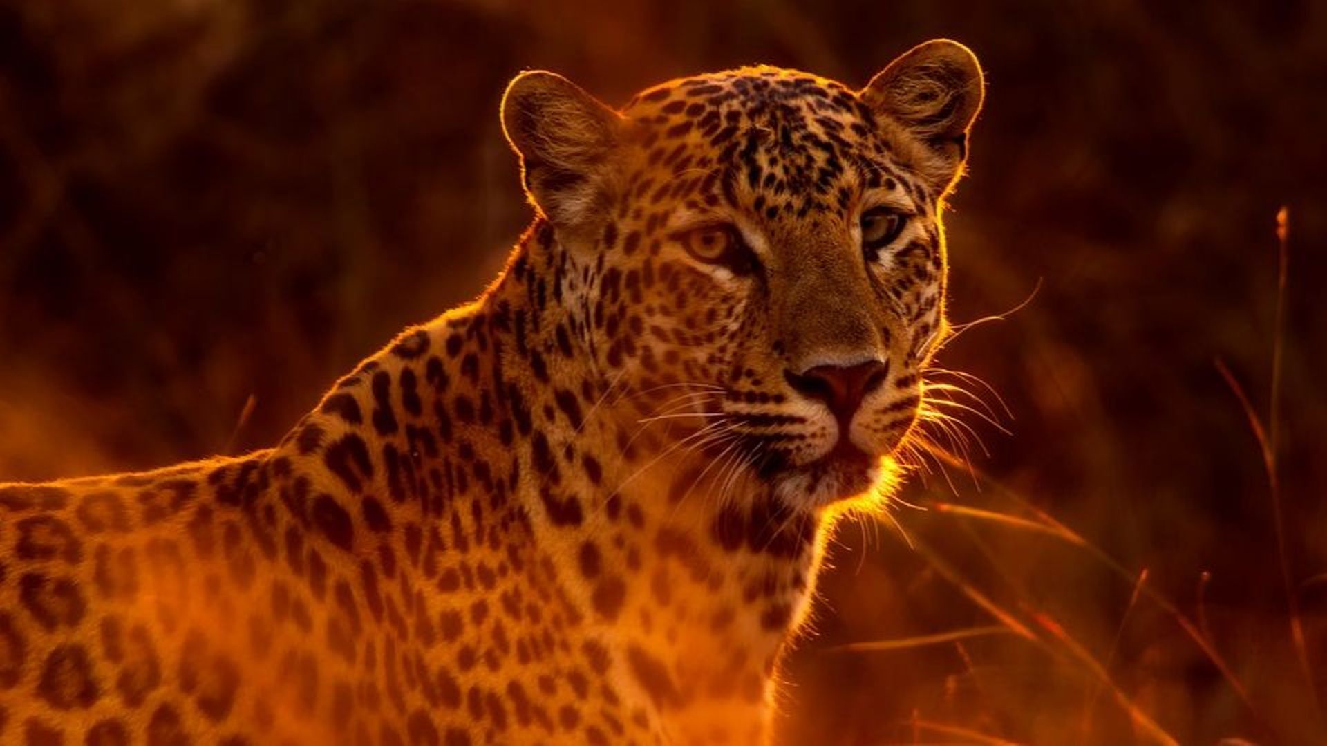 Entre 2012 et 2016, les populations de léopards ont diminué de 44% en Afrique du Sud