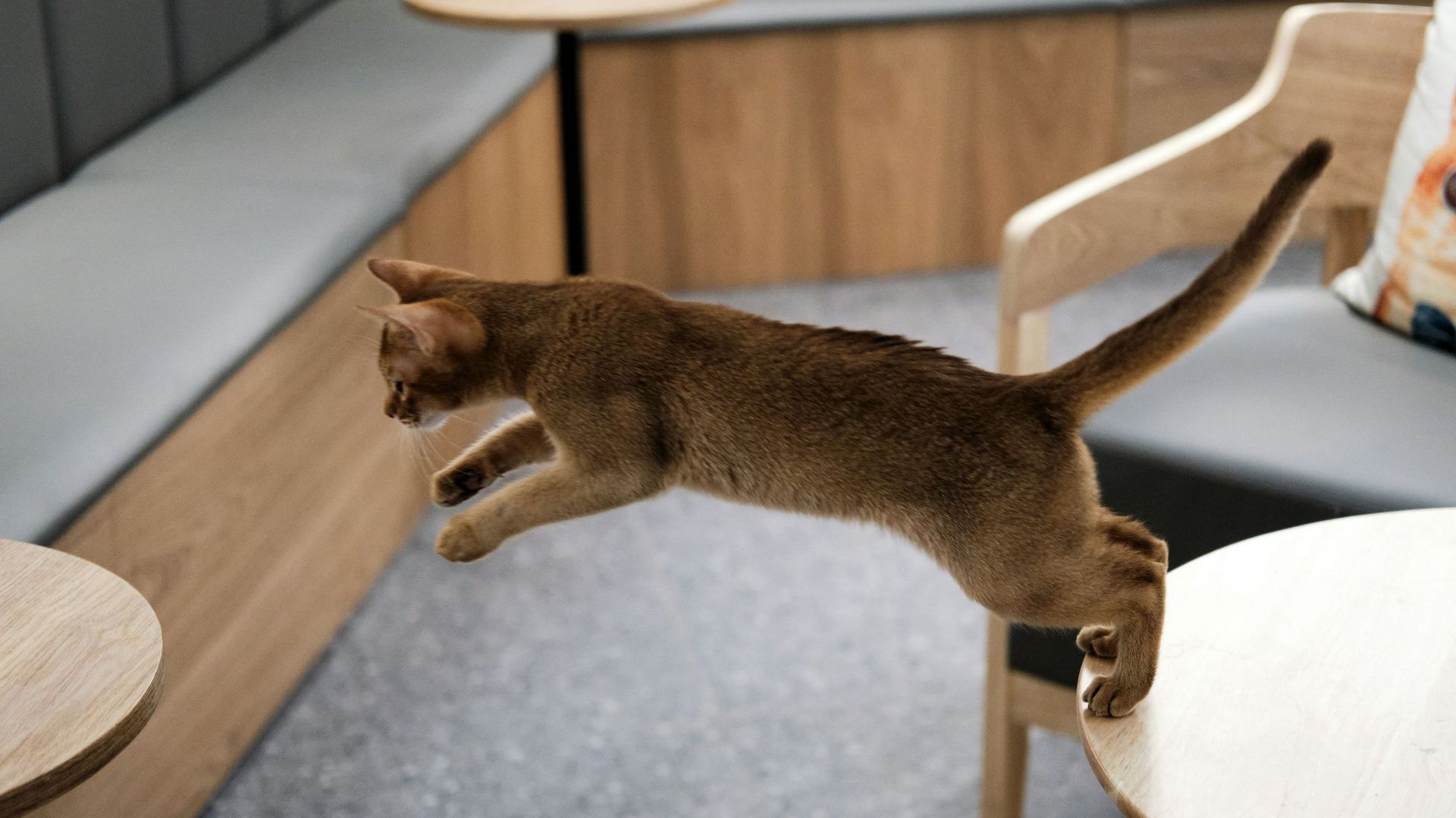 Le vrai du faux : les chats retombent-ils toujours sur leurs pattes ?
