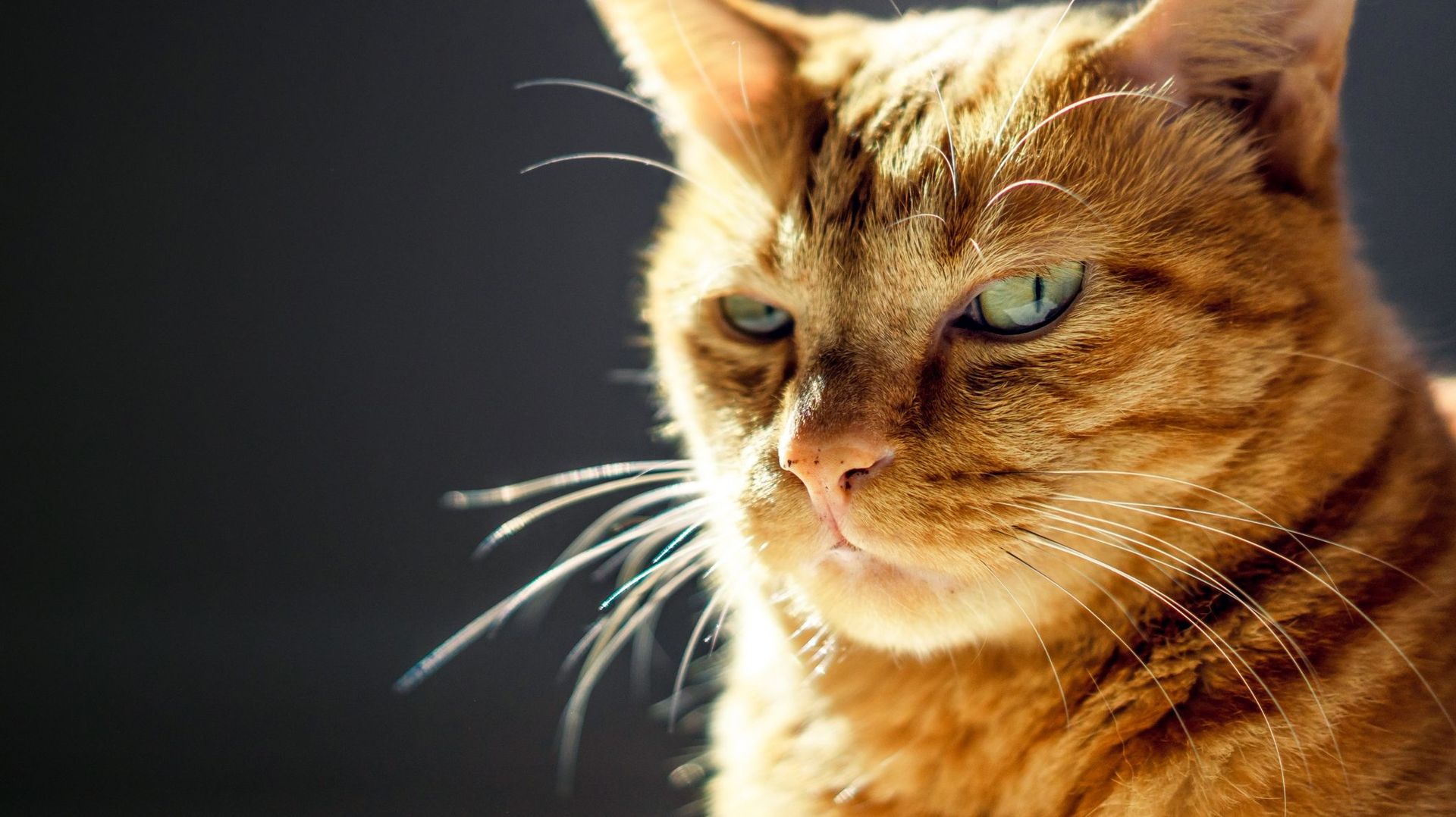 Quels comportements un chat stressé a-t-il ?