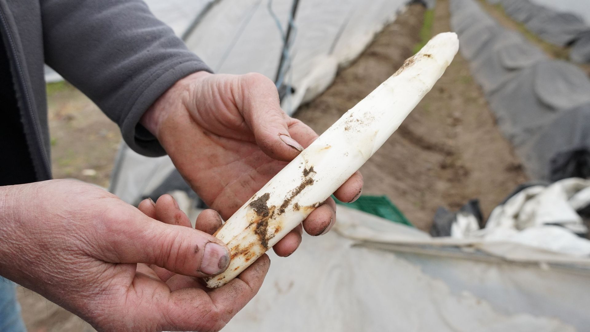 Qu'elles soient grandes ou petites, la taille des asperges n'a en réalité aucun impact sur leur qualité gustative. Le tout est de bien les éplucher et les cuisiner.