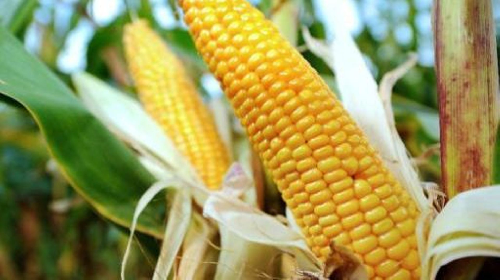 Le maïs MON810, sur lequel se cristallisent bien des débats autour des OGM