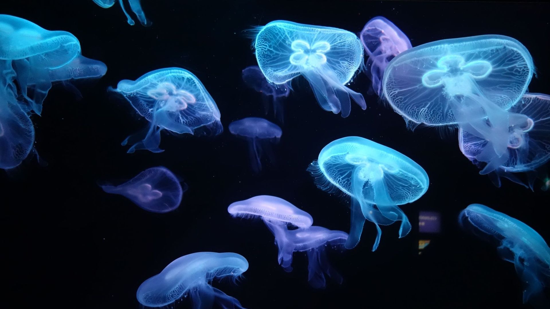 Les méduses, fléau de la baignade mais trésor de la science.
