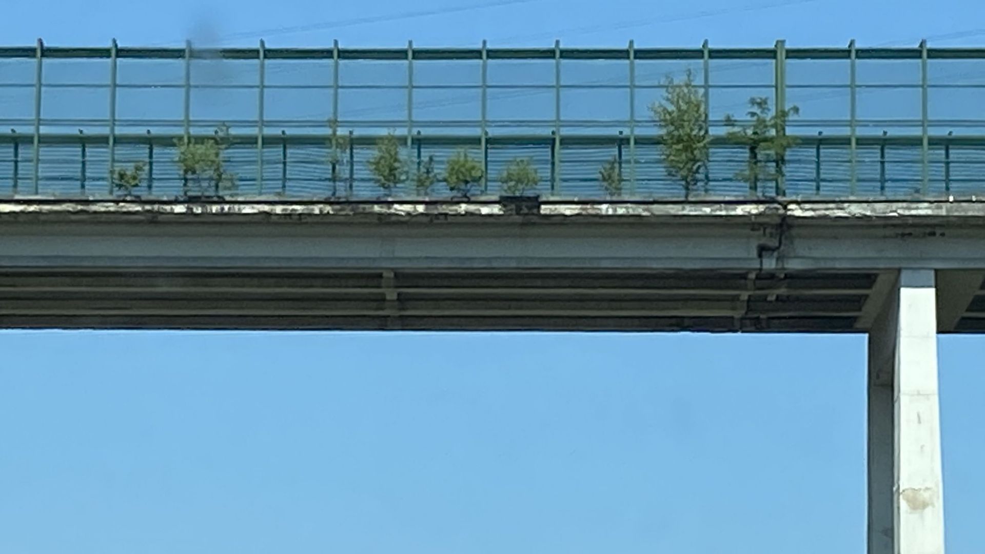 Des arbres poussent sur le pont de Cheratte