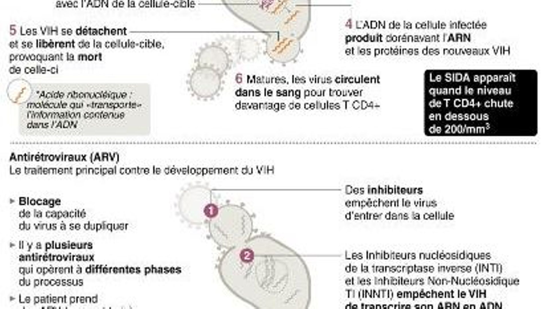 Schéma expliquant comment le VIH se développe dans le corps et l'état de la recherche pour lutter contre le virus 