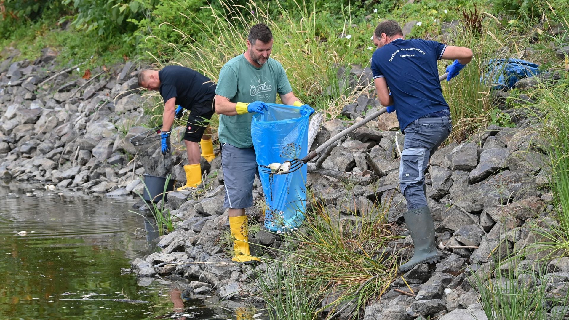 Hundreds of people collect thousands of dead fish in Germany