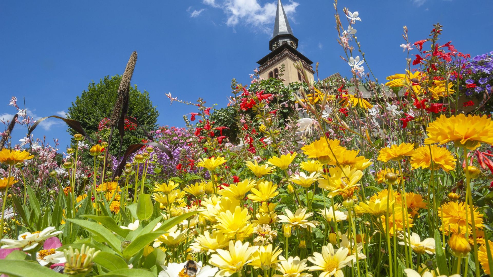 Au sud de Colmar, le village de Eguisheim est un des plus beaux villages du vignoble
Alsacien. Eguisheim a régulièrement obtenu les quatre fleurs des plus beaux villages fleuris.