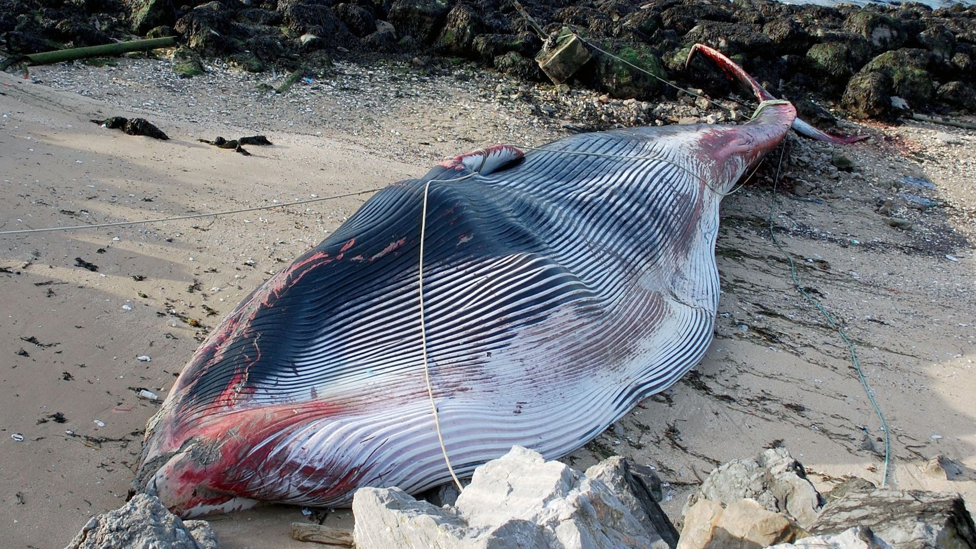 Une baleine affamée s’est échouée sur les côtes de Calais le 7 novembre 2021
