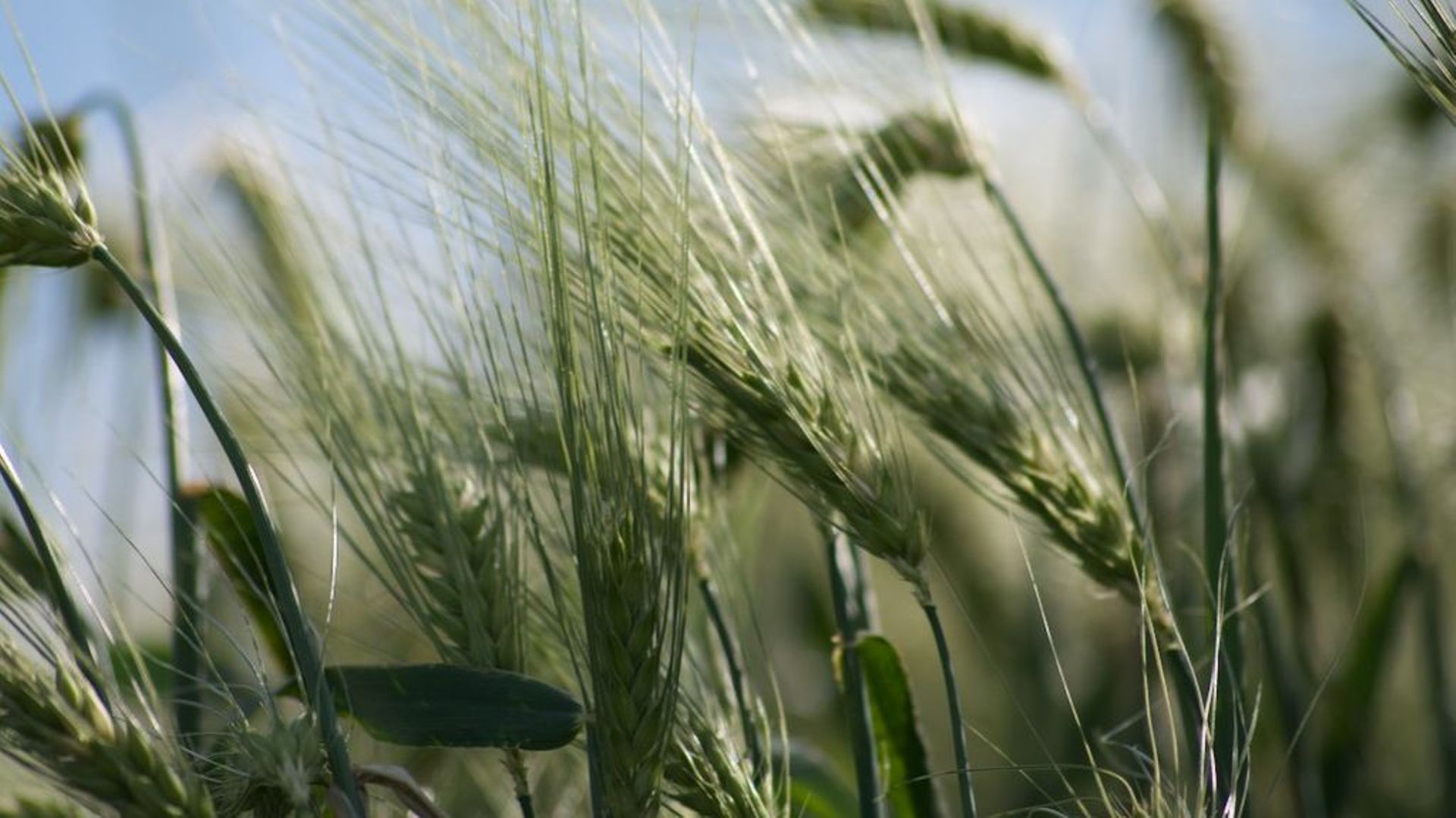 Le secteur agricole belge enregistrerait une perte de rendement en céréales "bien au-delà de 30%"