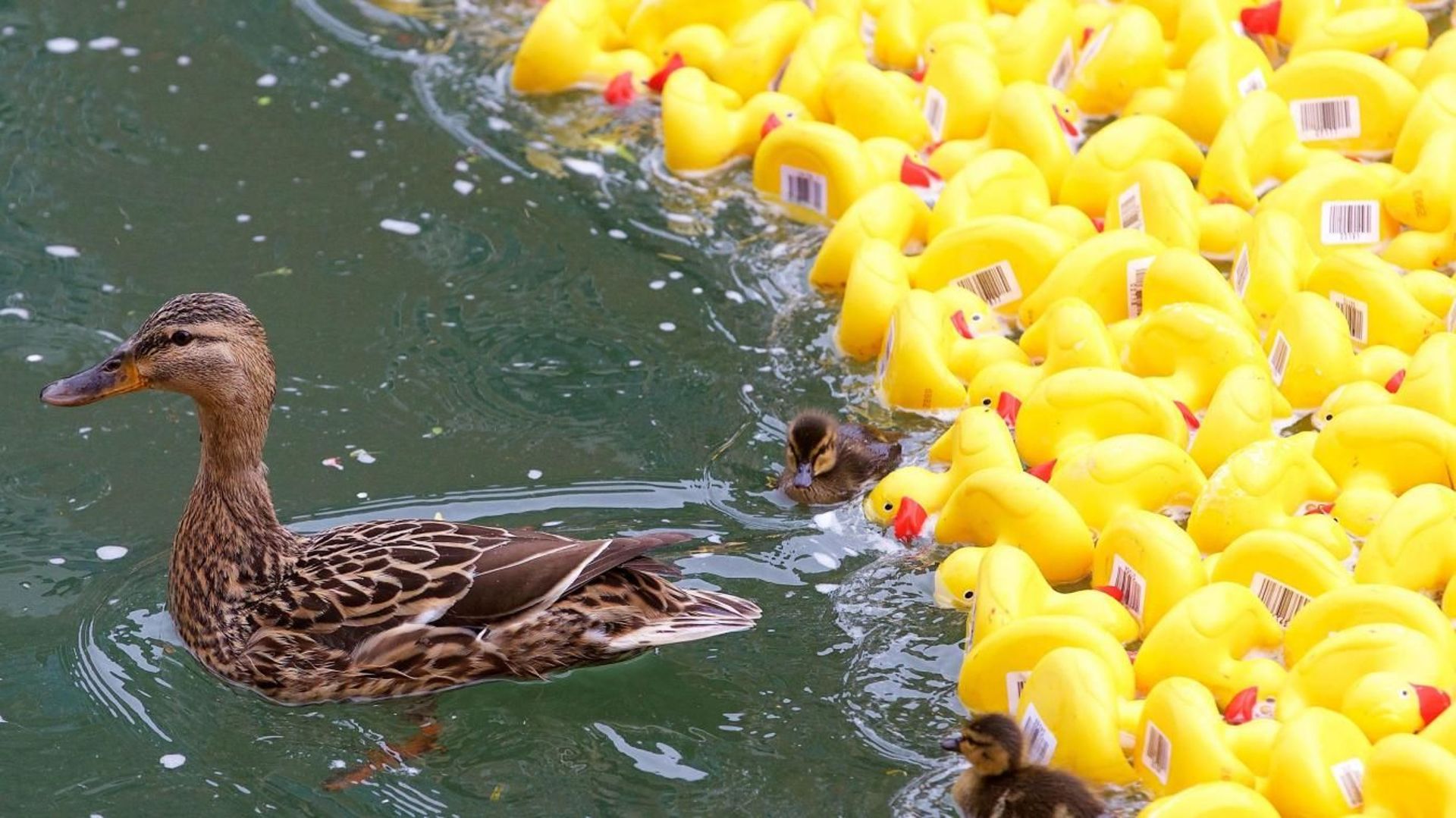 4eme-edition-des-ducks-day-12500-canards-en-plastique-seront-laches-dans-la-derivation-a-la-boverie-pour-une-bonne-cause