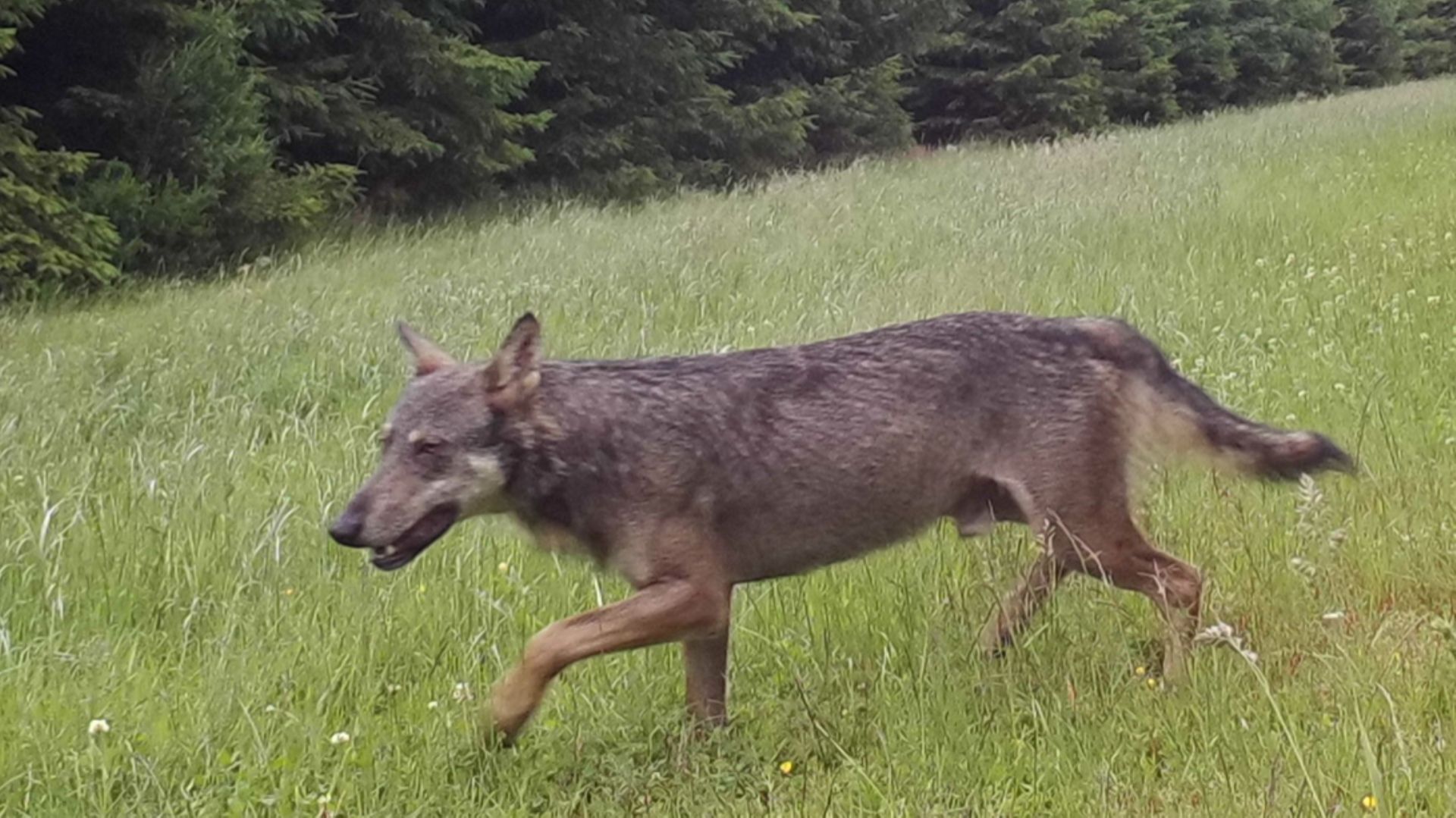 Le nouveau loup installé sur notre territoire photographié par un piège l’été dernier.