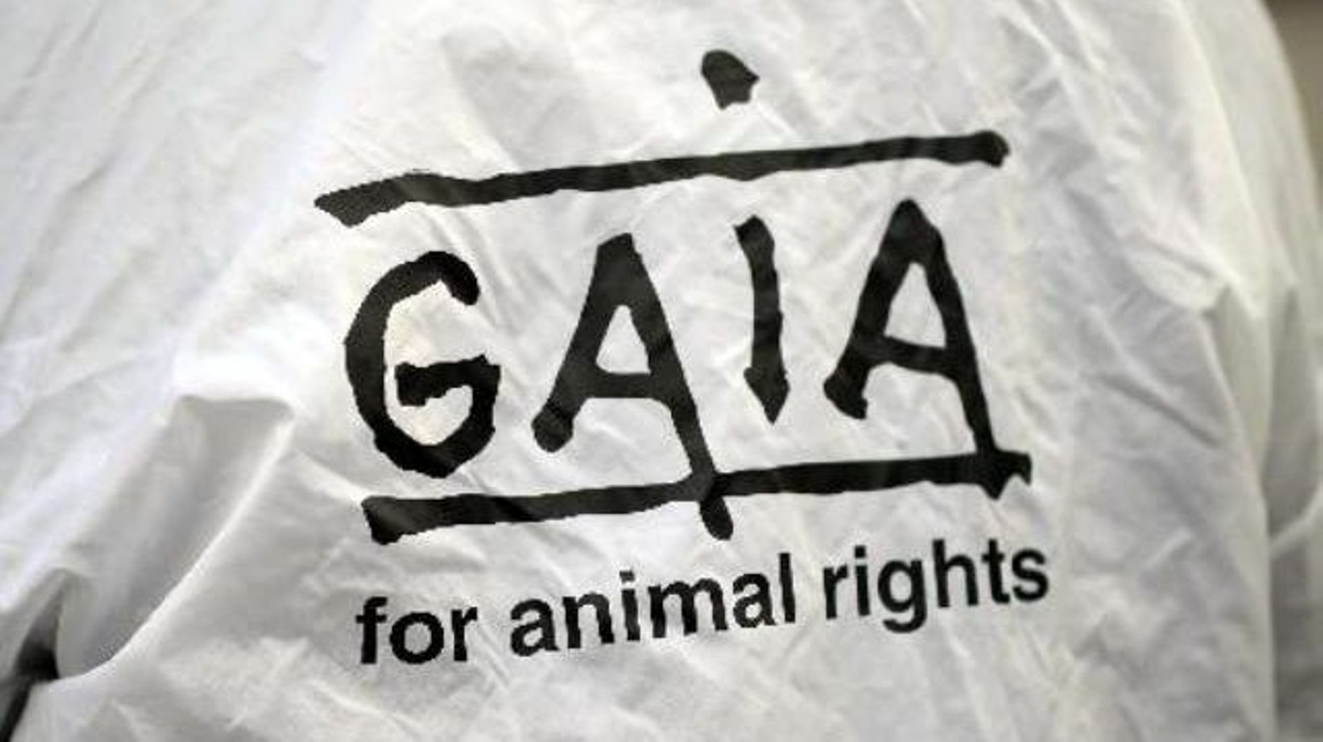 Gaia dépose plainte contre des éleveurs de dindes pour violation du bien-être animal