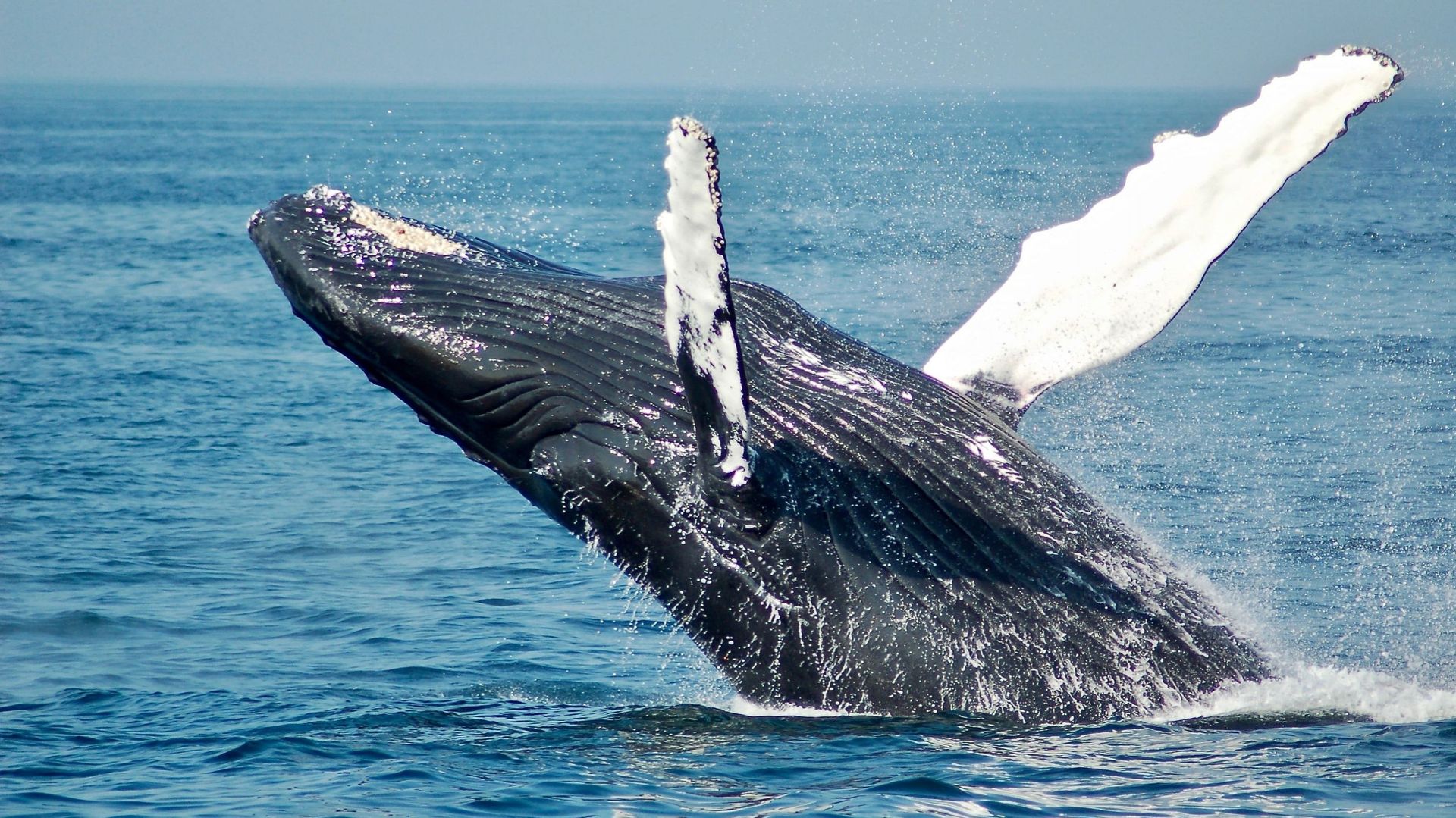 Quand les éruptions solaires déboussolent les baleines