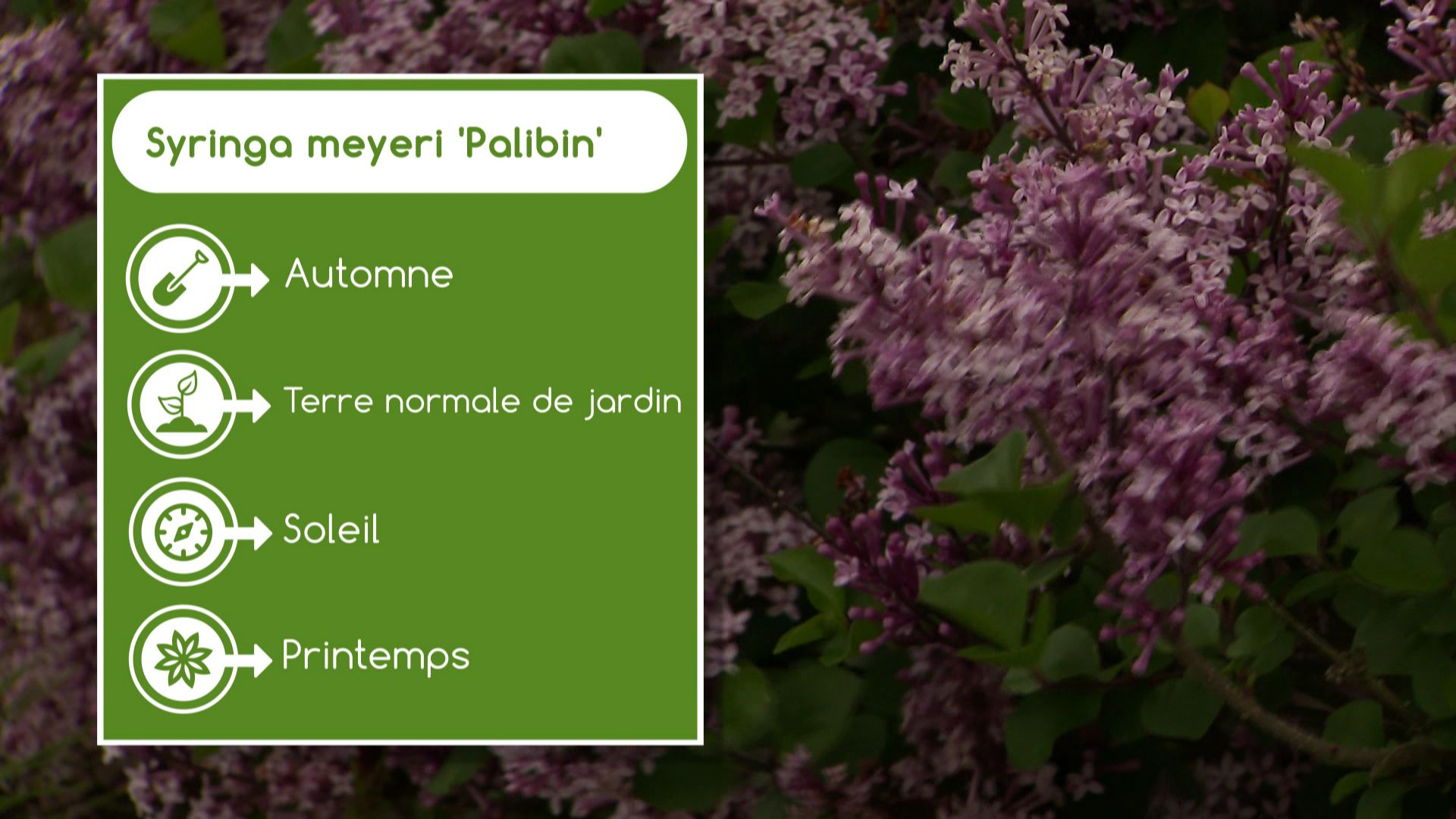Fiche Syringa meyeri ‘Palibin’