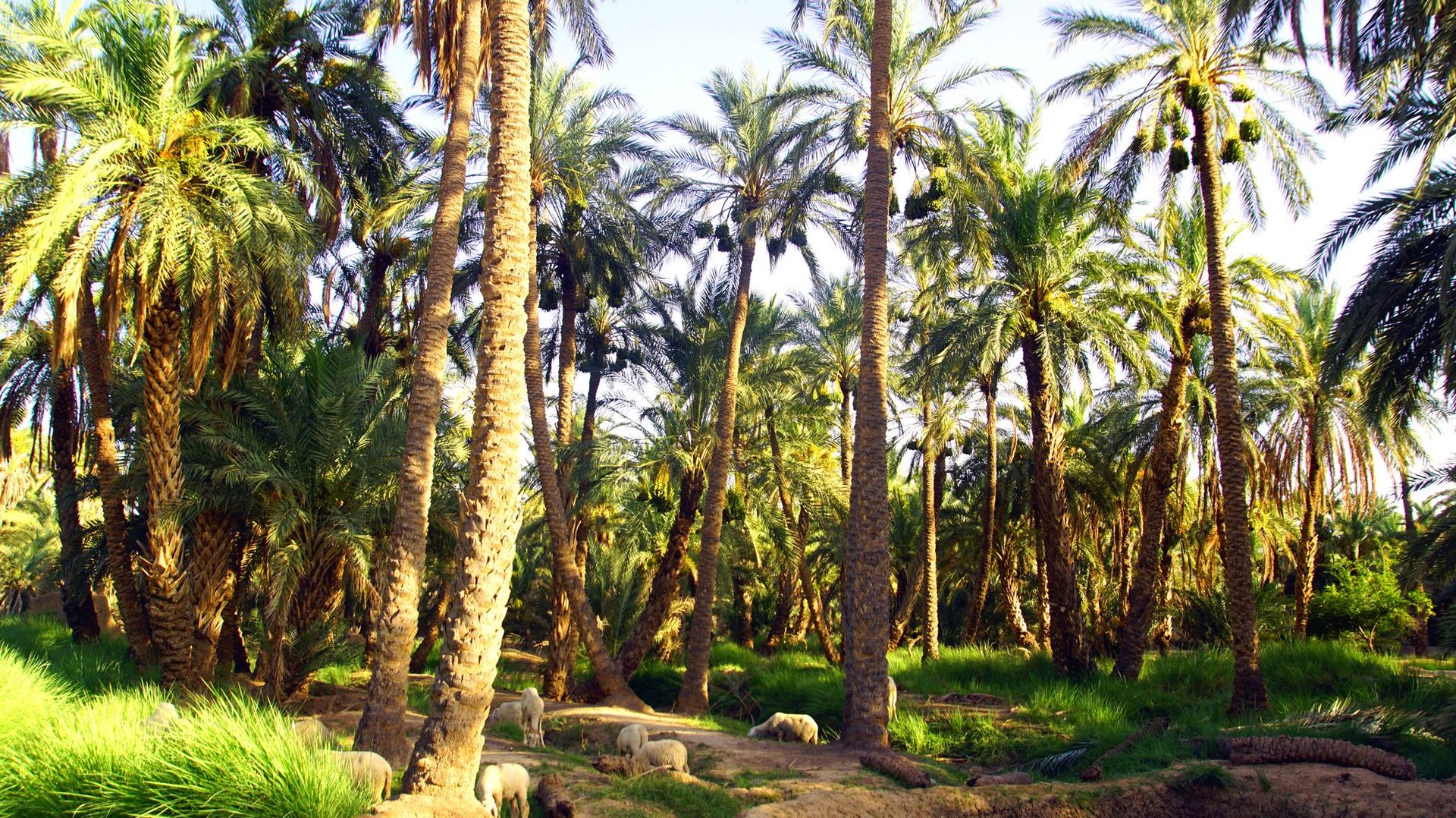 Plus d'arbres que prévu au Sahara et au Sahel, selon une étude