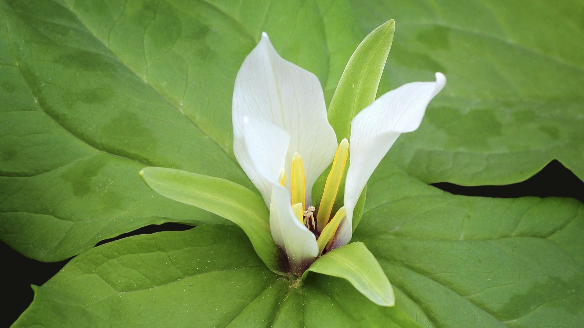 Le Trillium albidum avec sa fleur blanche sertie dans un écrin de trois feuilles marbrées, un vrai petit bijou 