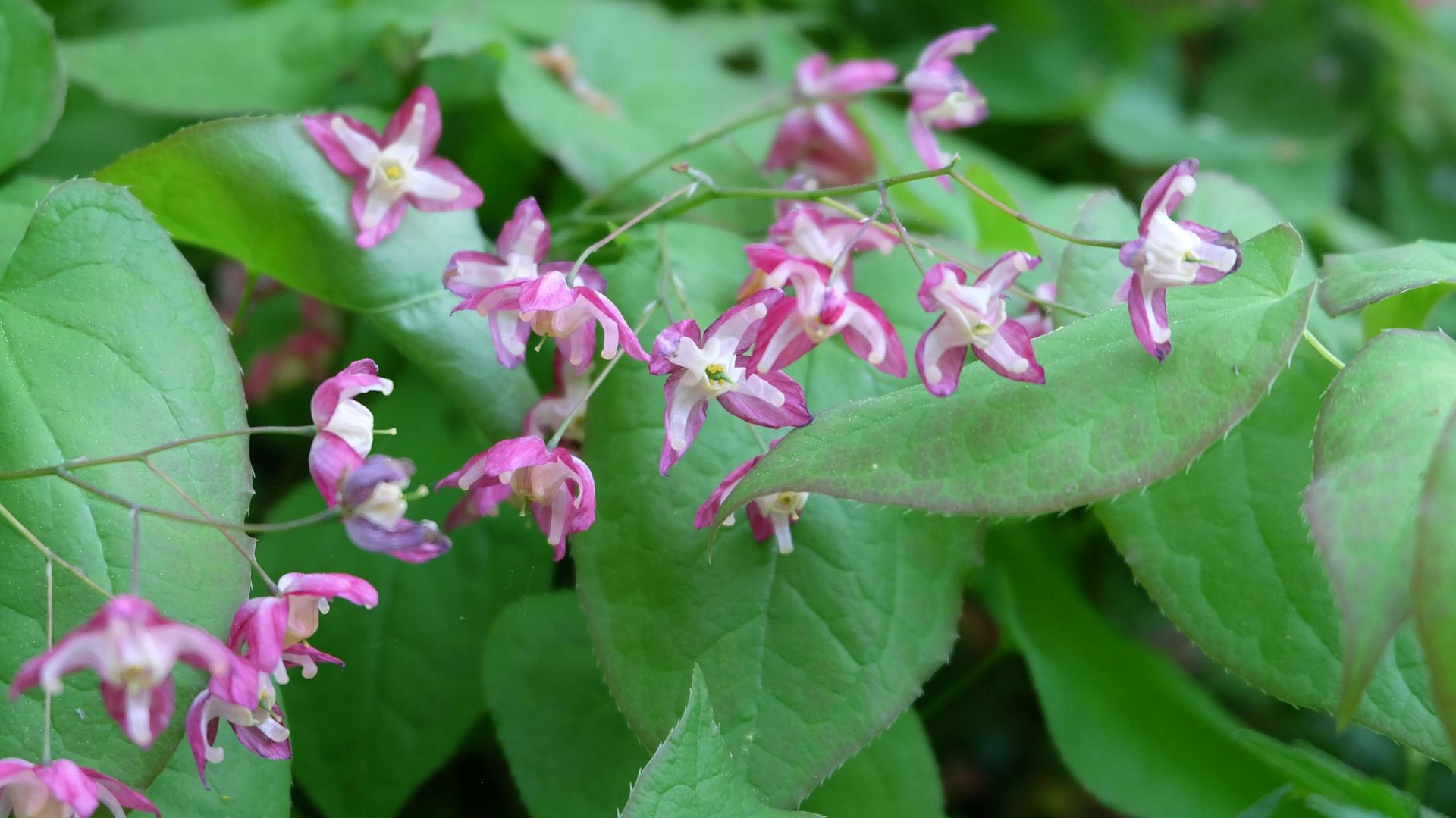 Les Epimedium, des vivaces adaptées à l’ombre qui offrent une belle floraison au printemps.