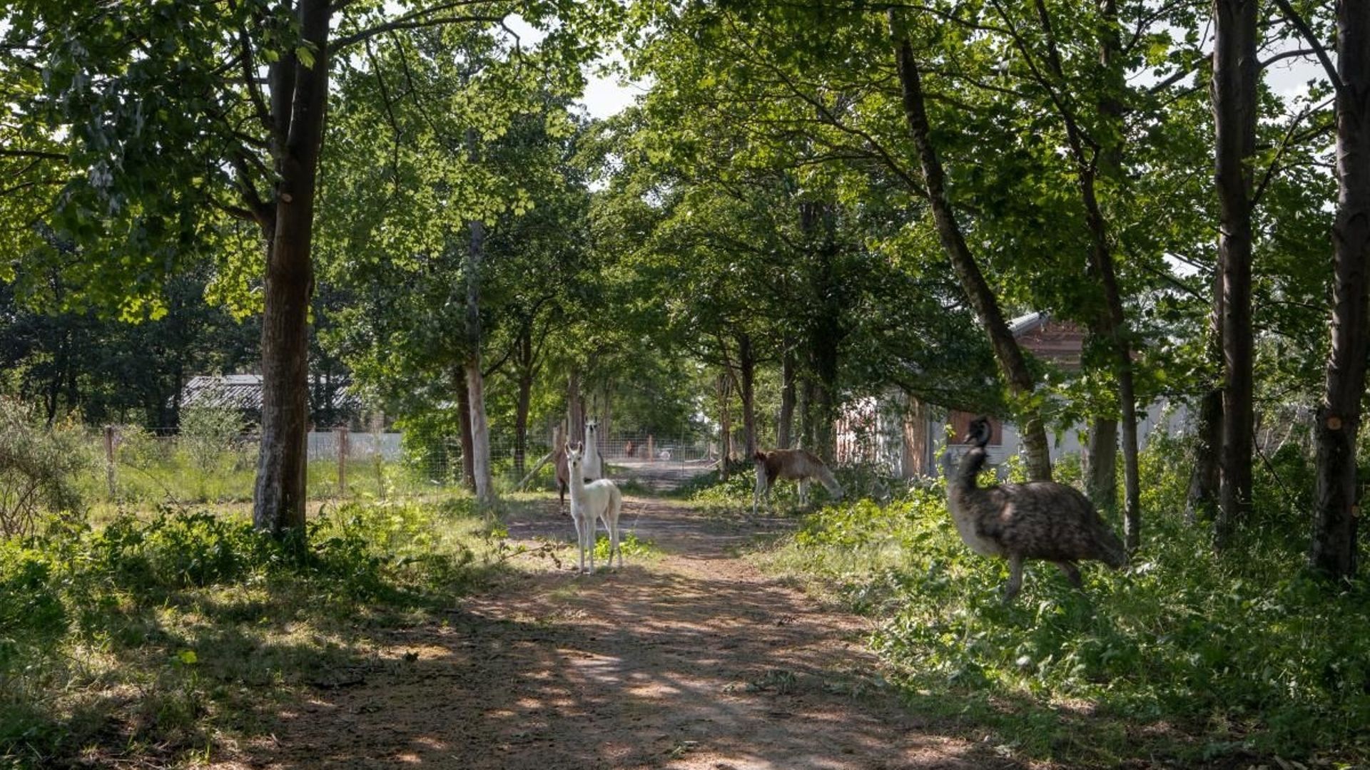 Photographie du parc Labiomista où l’on peut voir notamment des lamas, poules et chameaux évoluer en liberté.