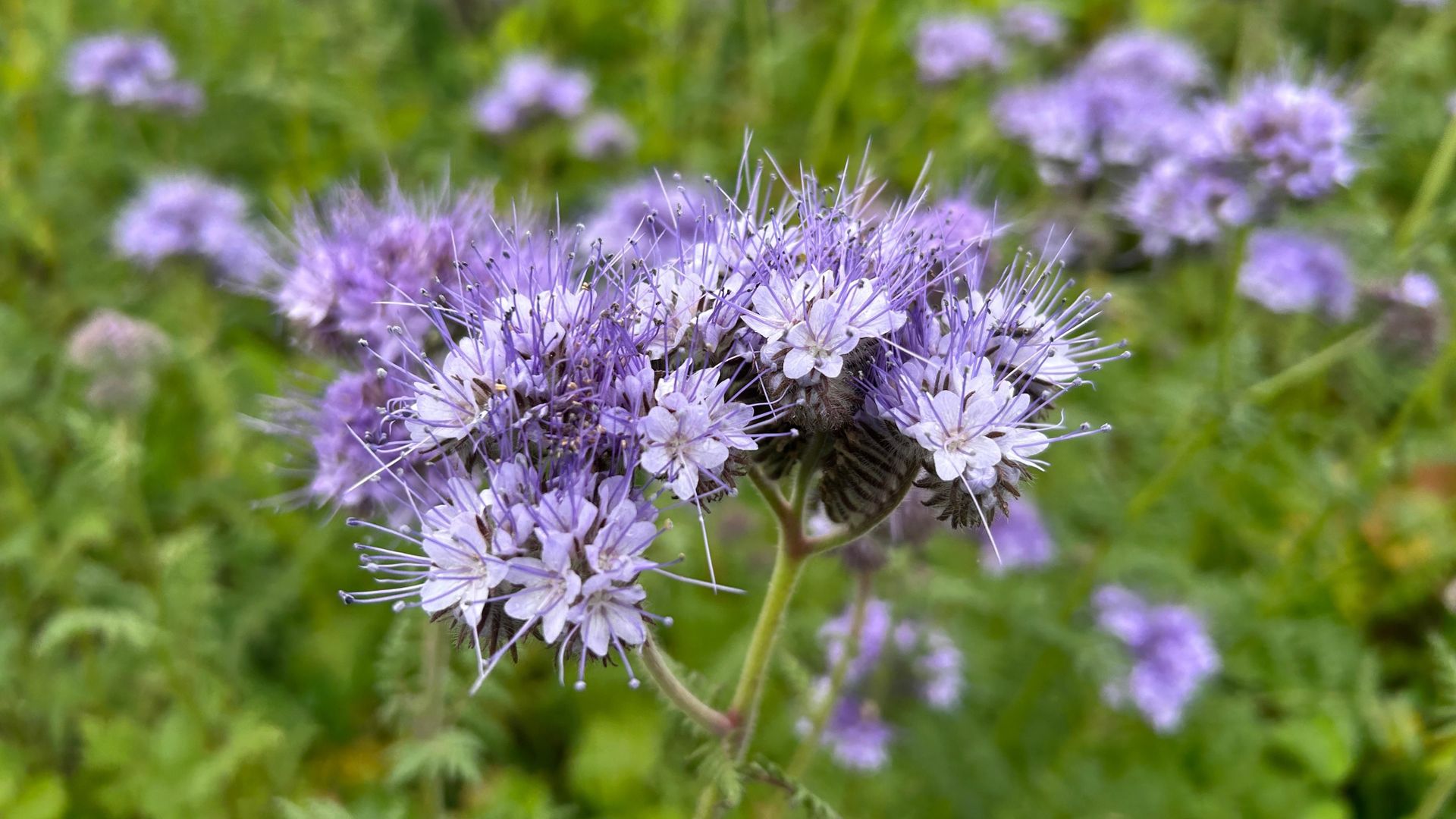 La campagne se pare de mauve : connaissez-vous la phacélie, cette fleur qui a eu le temps de fleurir cet automne ? – RTBF Actus