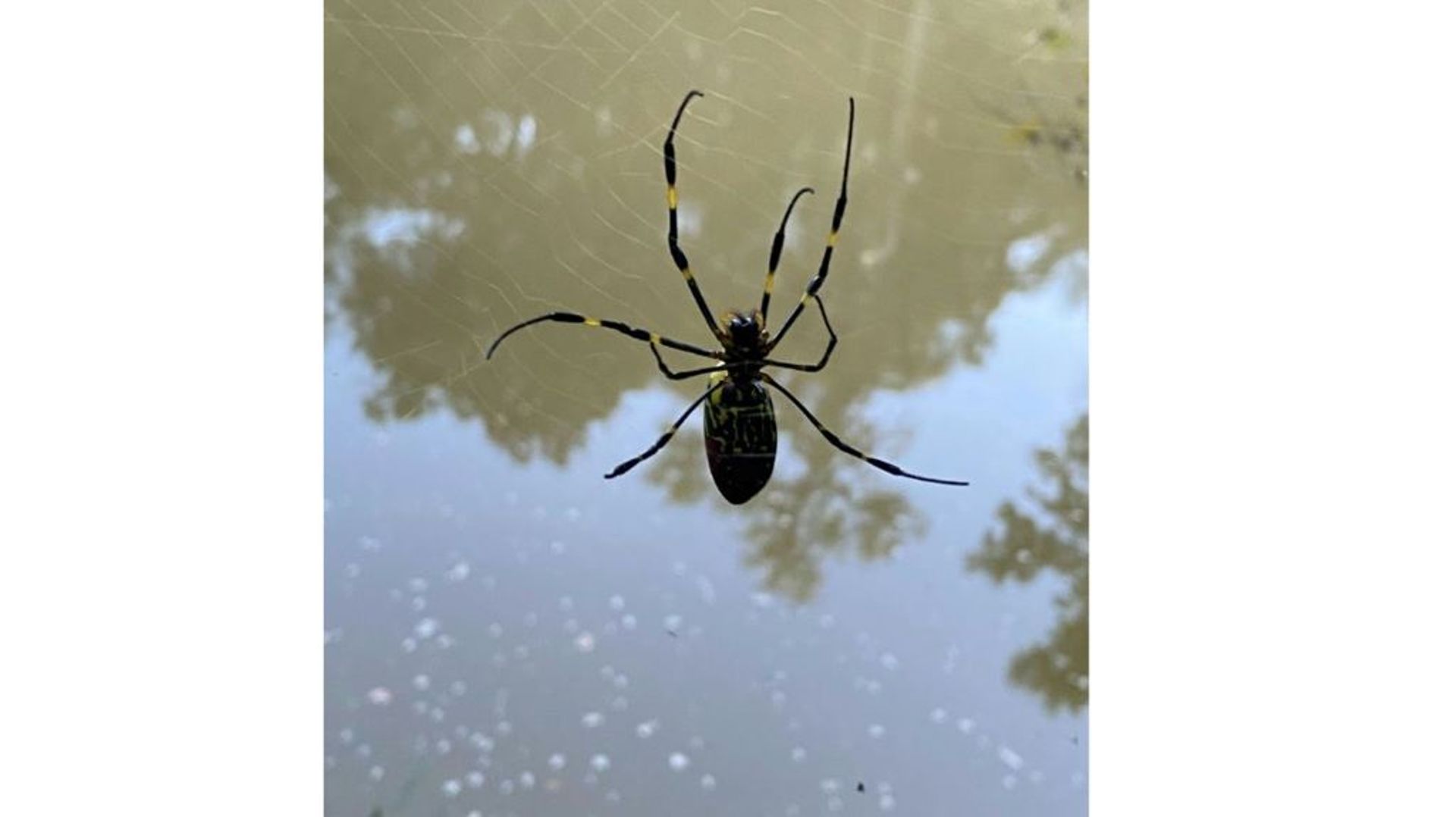 Une araignée Joro, espèce en train de se répandre sur la côte est américaine, photographiée ici par Ben Frick, de l’université de Géorgie