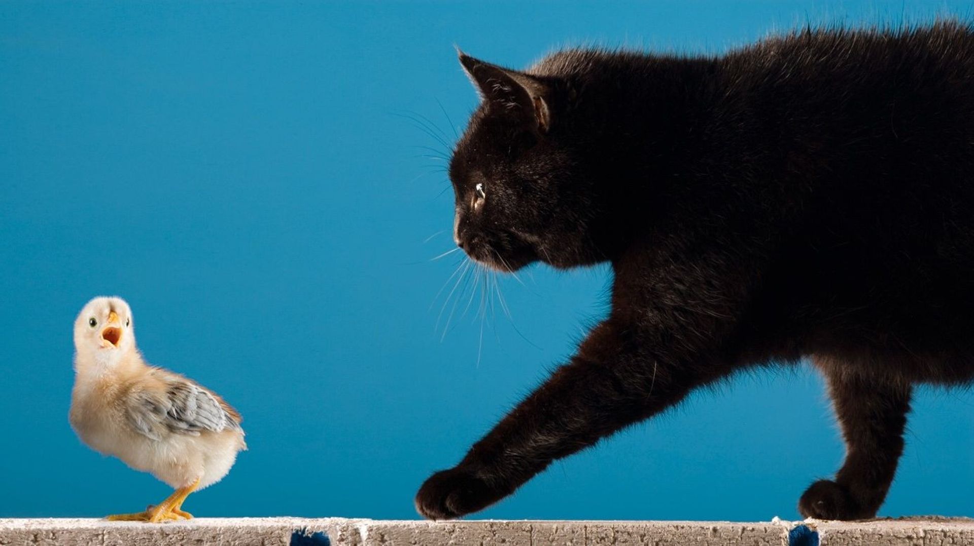 Pourquoi les chats jouentils avec leur proie ? RTBF Actus