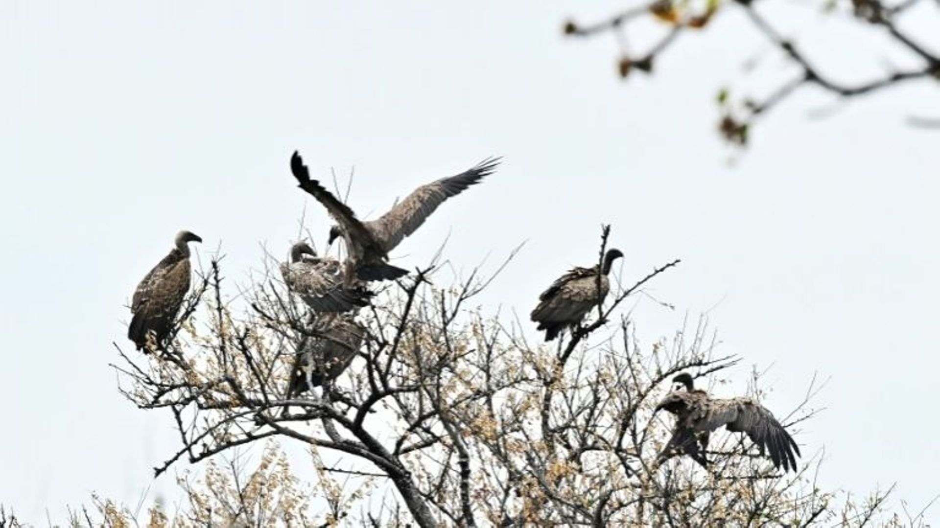 Un groupe de vautours dans le parc national de Boma.
