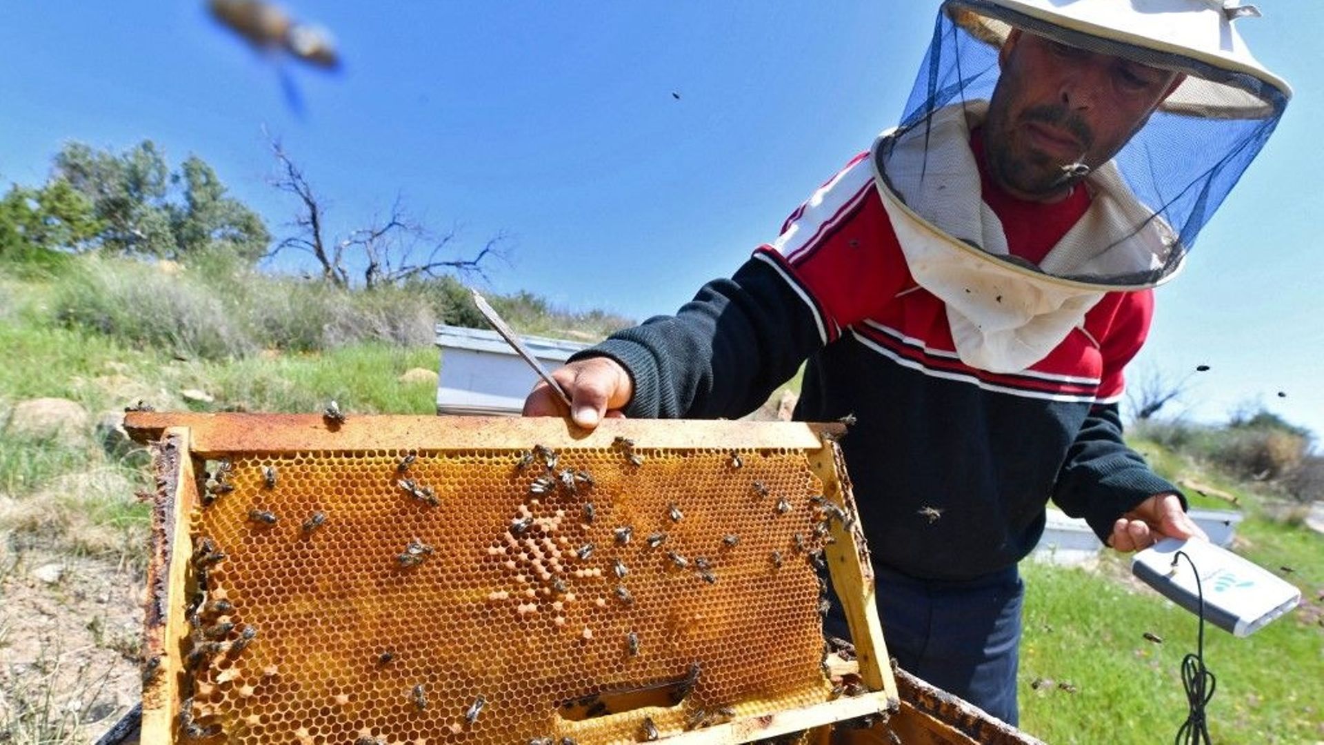 En Tunisie, des "ruches intelligentes" pour sauver les abeilles.