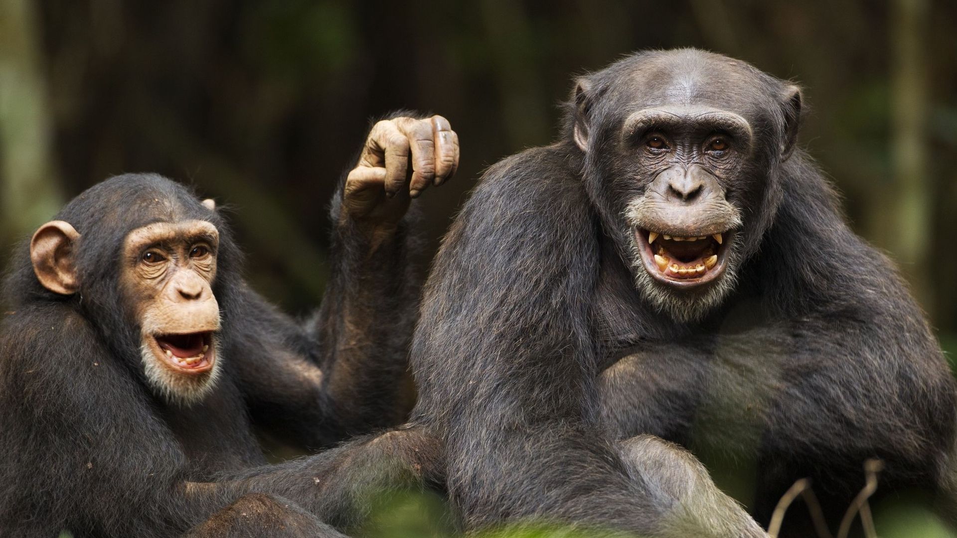 Tout comme les humains, les singes ont une manière de penser structurée 