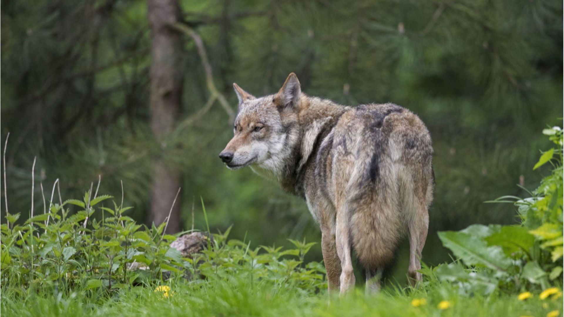 Des loups de passage ont déjà été détectés à 6 reprises en province de Luxembourg