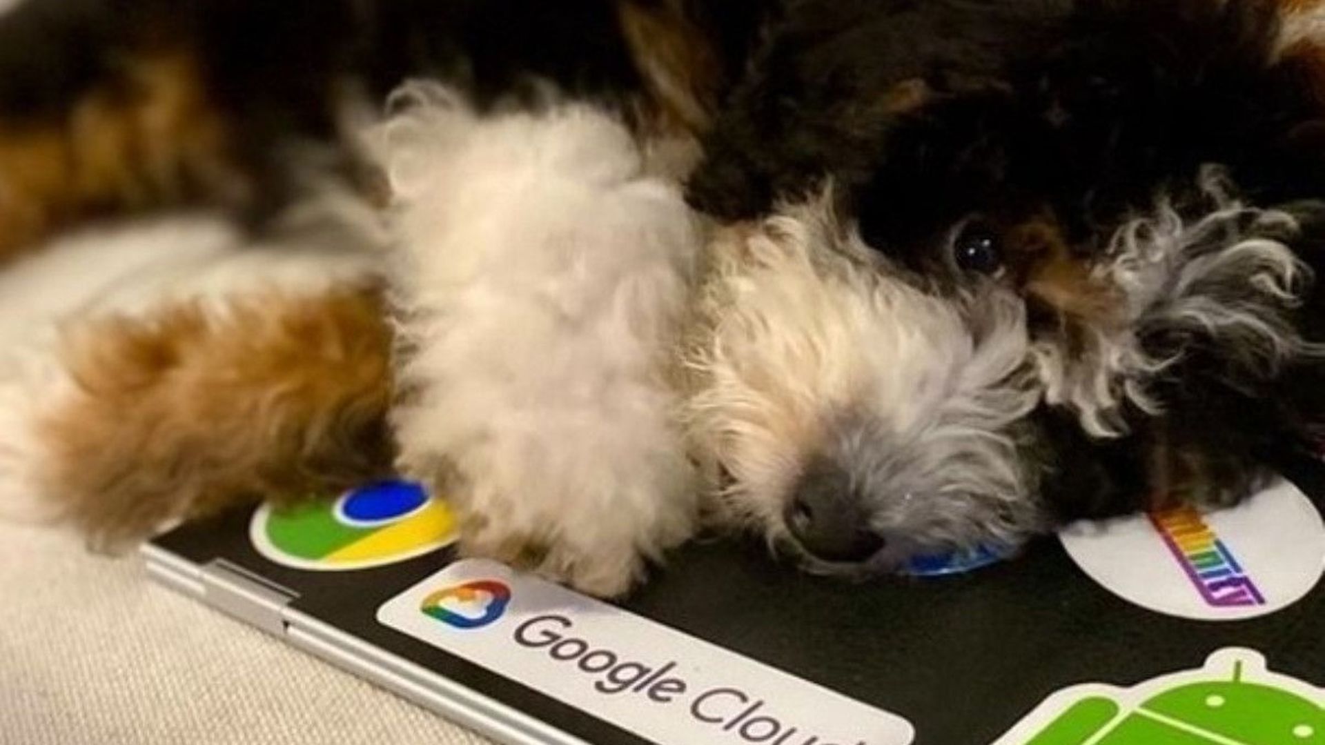 Avez-vous déjà entendu parler des "dooglers", les chiens des employés de Google ?