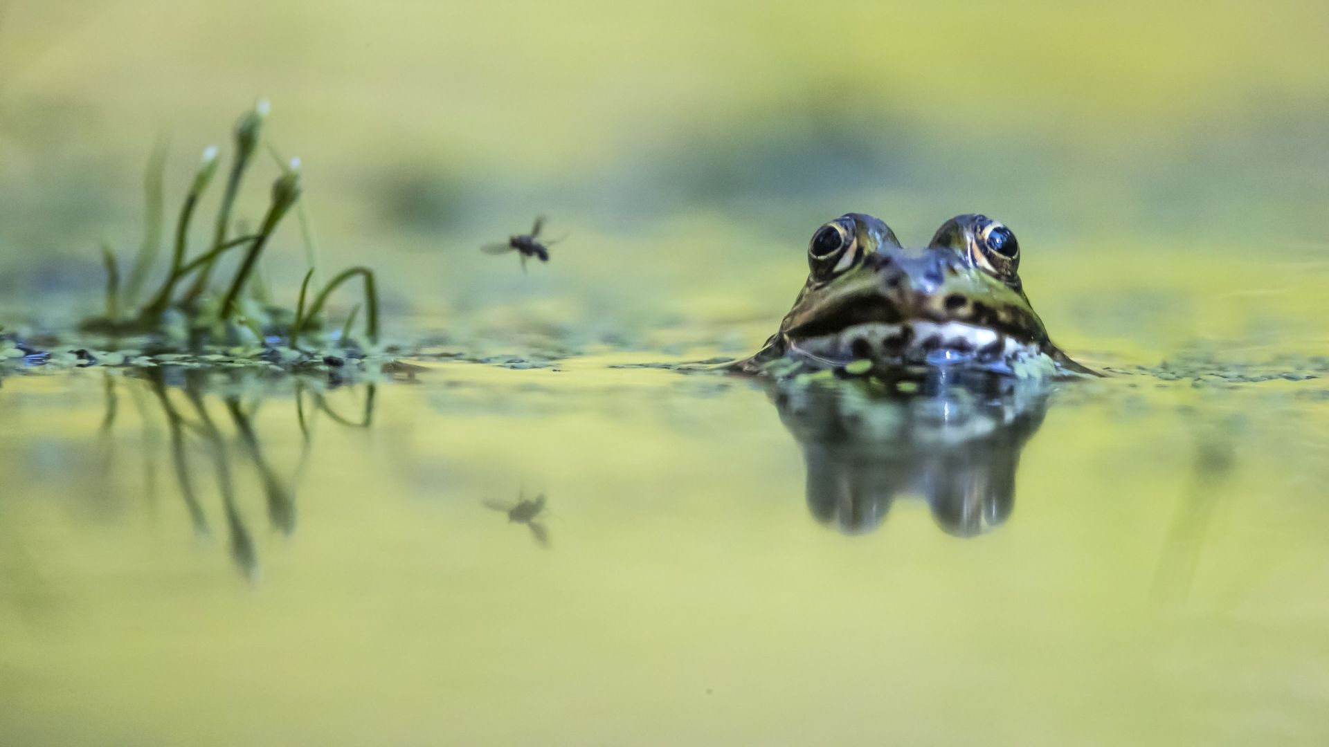 La grenouille et la mouche, Kalmthout, Belgique