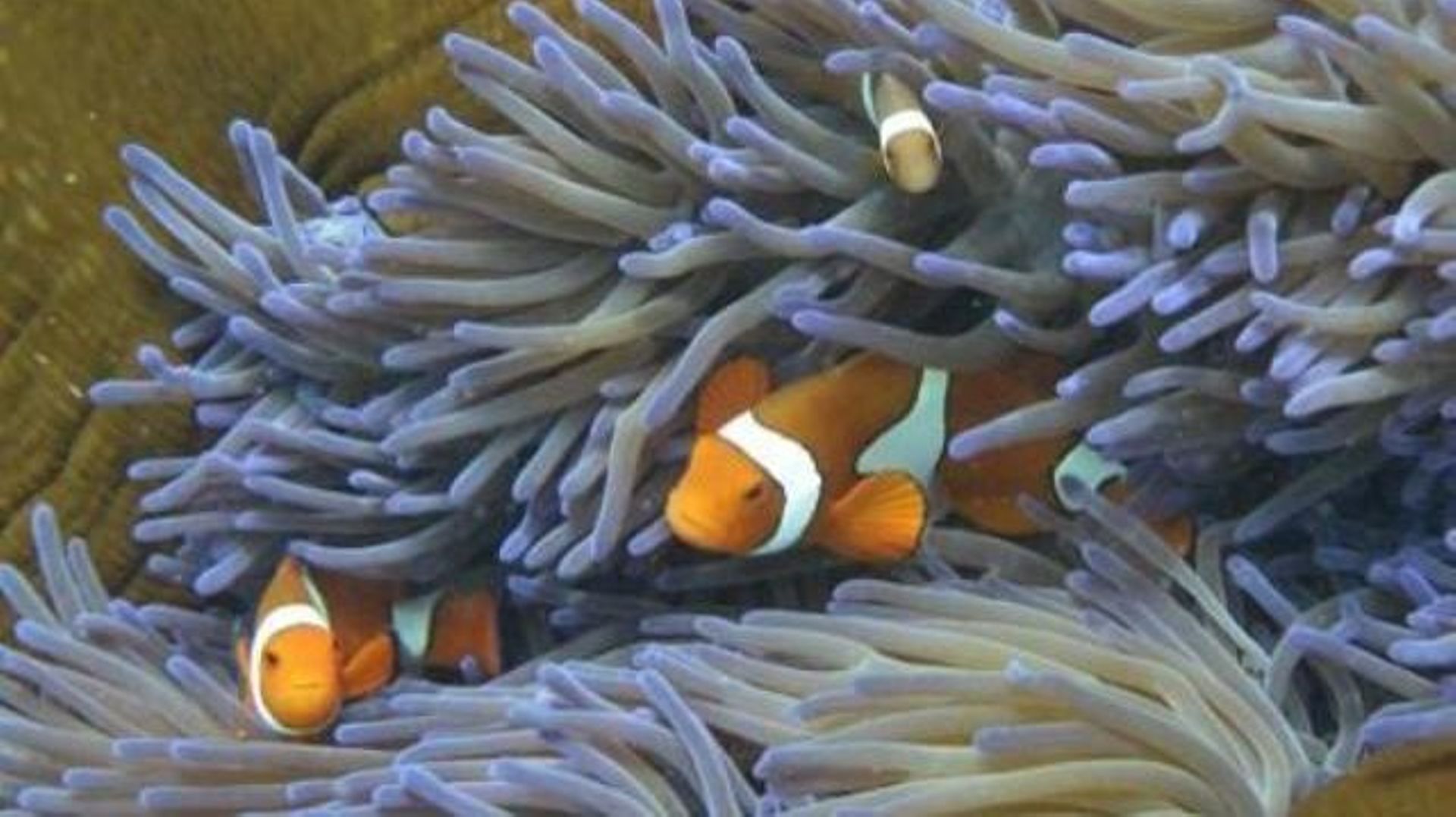 Grande barrière de corail: l'Unesco réclame un nouveau rapport à l'Australie