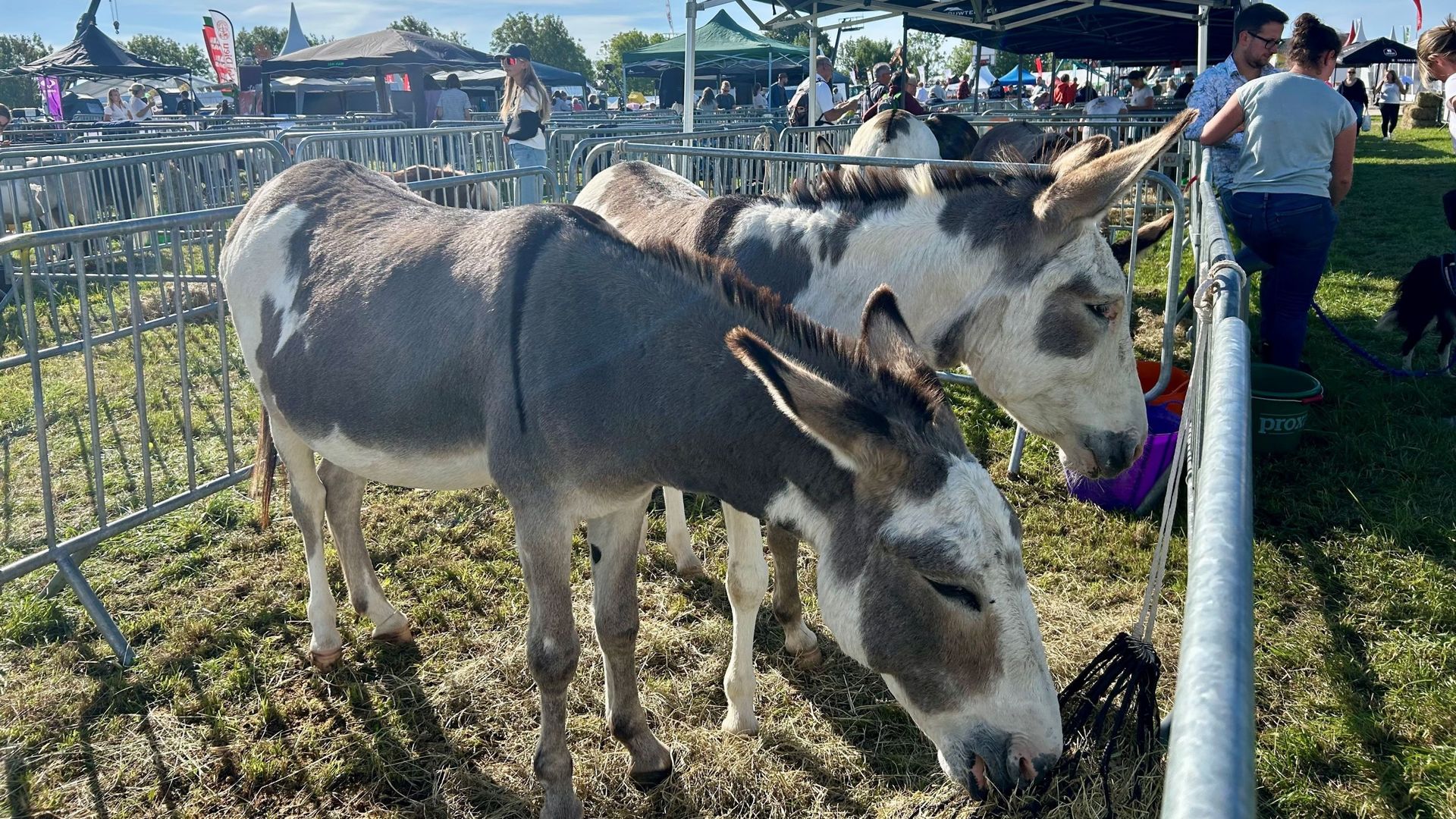 Nouveauté à la Foire agricole de Battice: un concours d'élégance réservé aux ânes