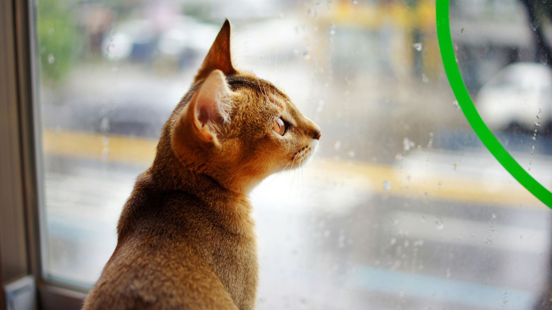 Phobie des tempêtes chez les chiens et les chats : comment les aider à gérer leur stress ?