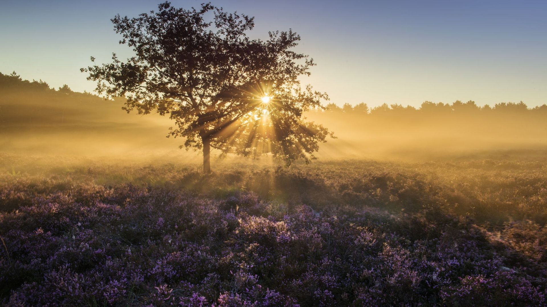 Paysage de la campagne flamande au lever du jour, en été (illustration)