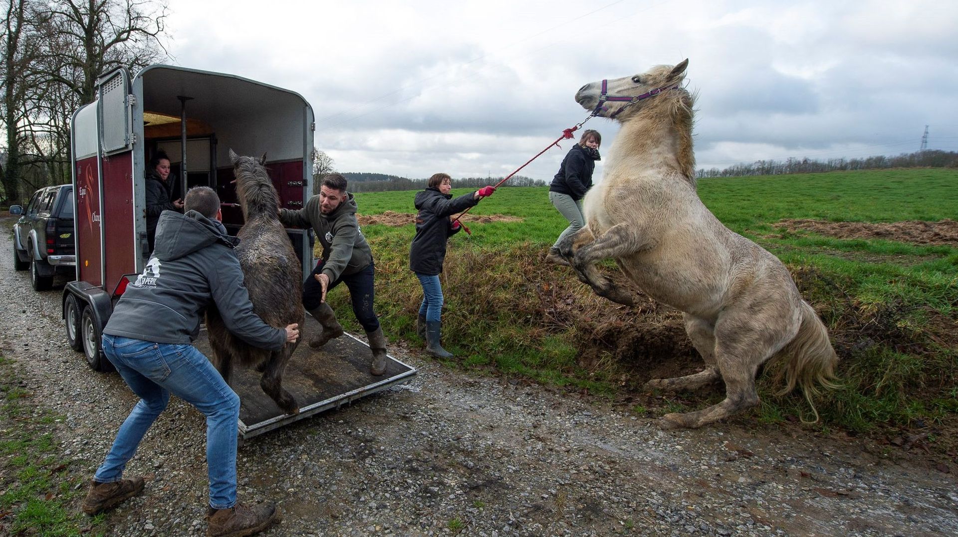 Opération de sauvetage de seize chevaux maltraités à Conneux (Ciney, Namur)