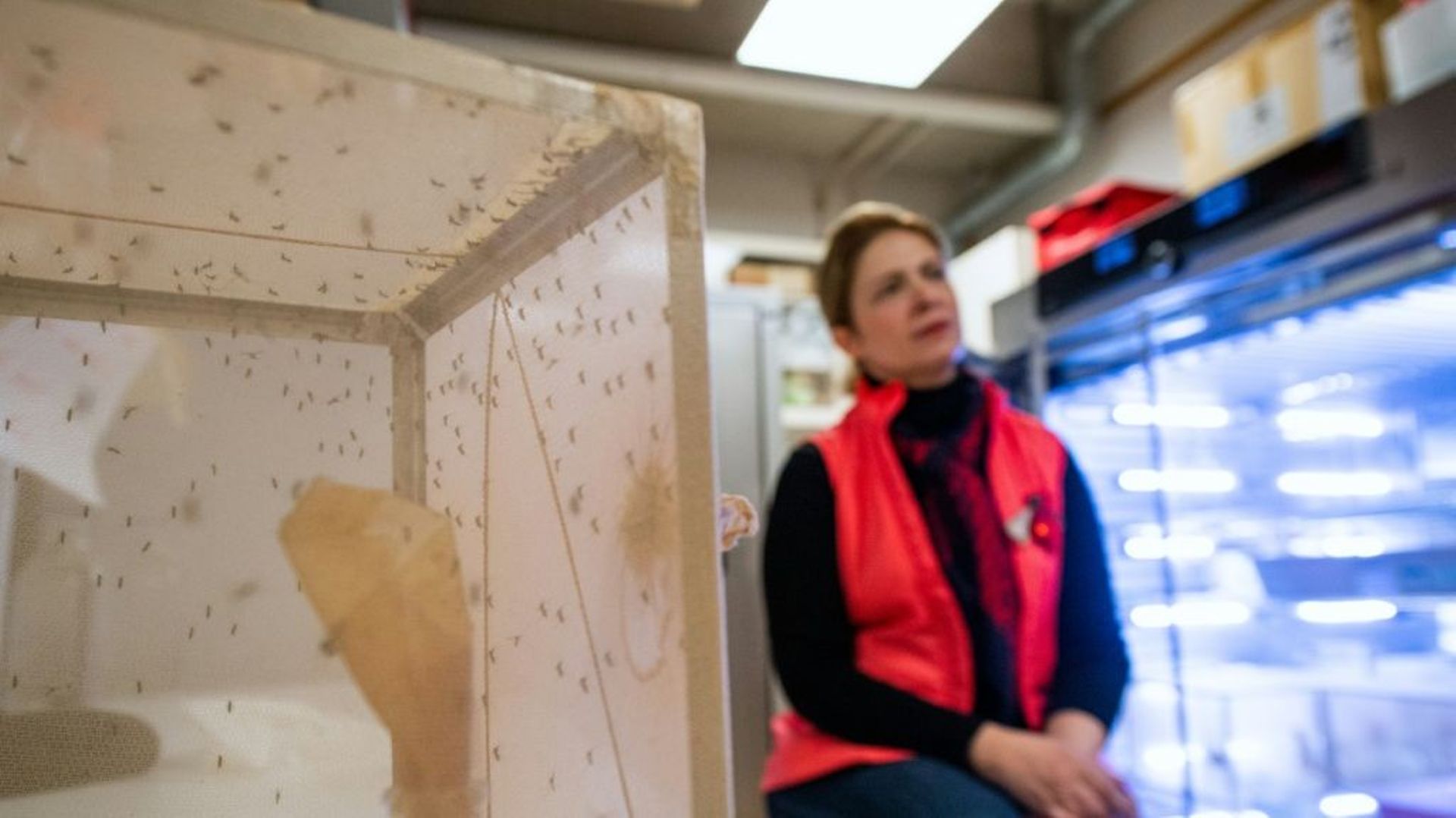 La chercheuse Noushin Emami près d'une cage contenant des moustiques utilisés pour la recherche d'un vaccin contre le paludisme le 15 décembre 2021 à l'université de Stokholm utilisés pour la recherche d'un vaccin contre le paludisme