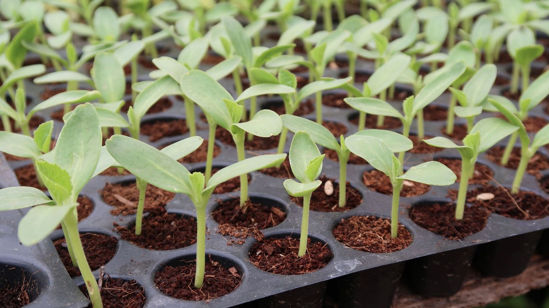 Les logettes des plateaux de semis à alvéoles ont un faible volume. Surtout si le terreau n’est pas de bonne qualité, l’assèchement survient rapidement. Plus les plantes se développent, plus vite le manque d’eau survient.