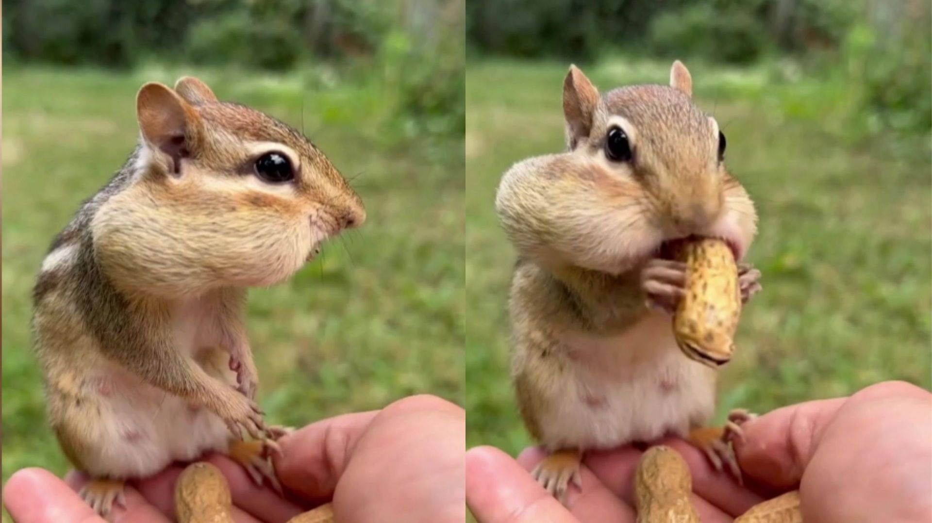 Un écureuil lutte pour sauver ses réserves de nourriture pour l