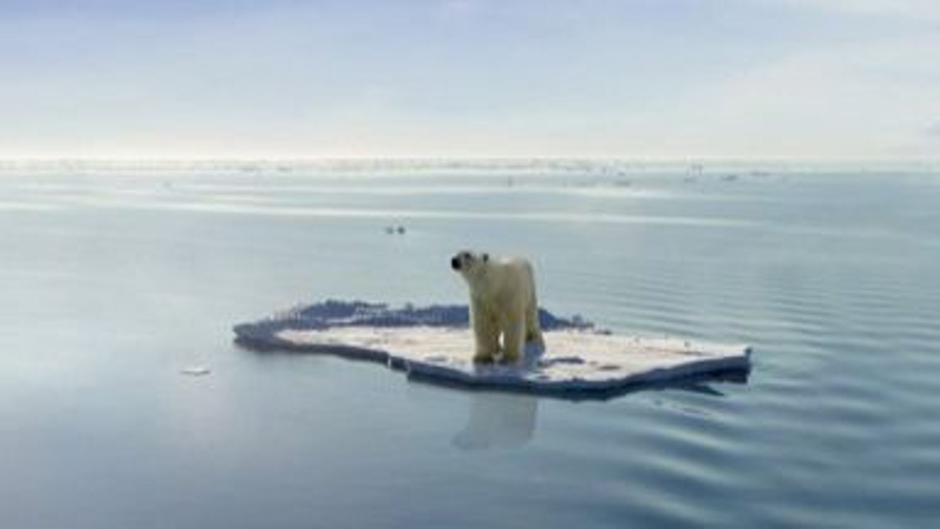 Ours polaire, en voie de disparition ?