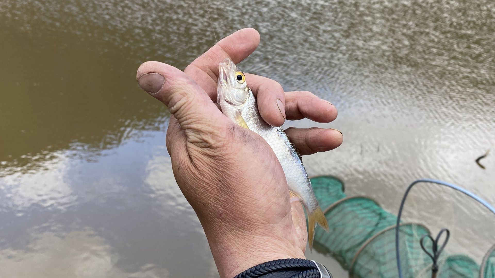 Un petit poisson sauvé et déménagé dans un étang proche