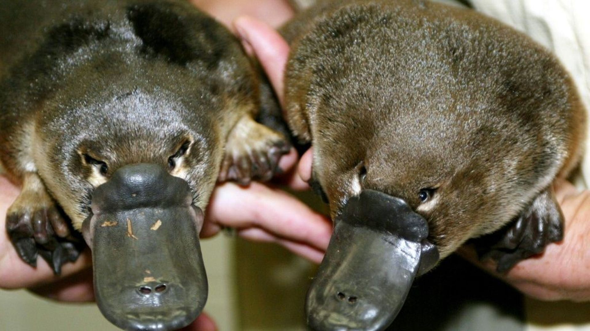 Des ornithorynques jumeaux nés en captivités montrés à Sydney le 28 mars 2003