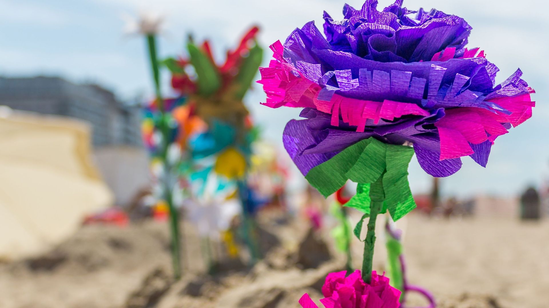 La Flandre reconnaît les "fleurs de plage" comme patrimoine immatériel