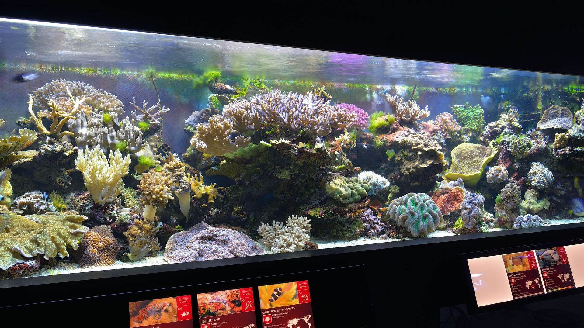Aquarium-Museum : plongée dans les eaux et le monde marin