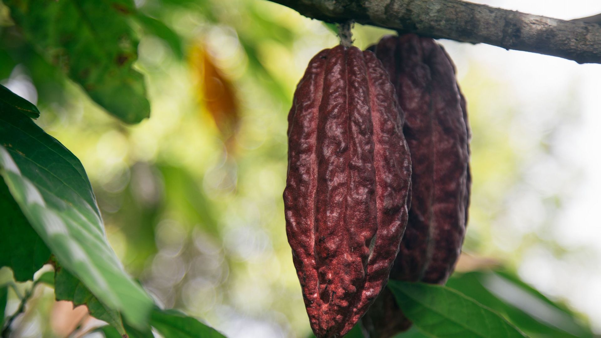Fondé en 1845, les chocolats Meurisse font leur grand retour avec toute une gamme de produits bio