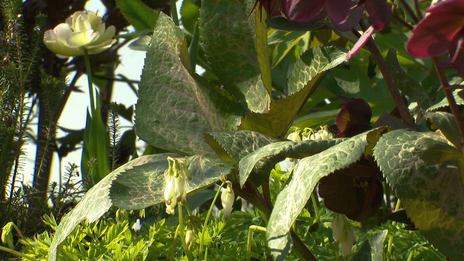 La feuille d'Hellororus Anna's Red se différencie des autres variétés car marbré de rose