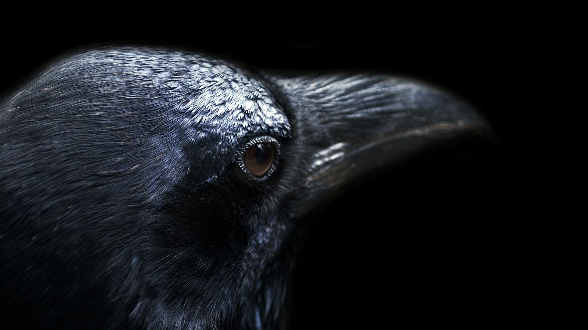 Le corbeau, de la vénération à l’anathème