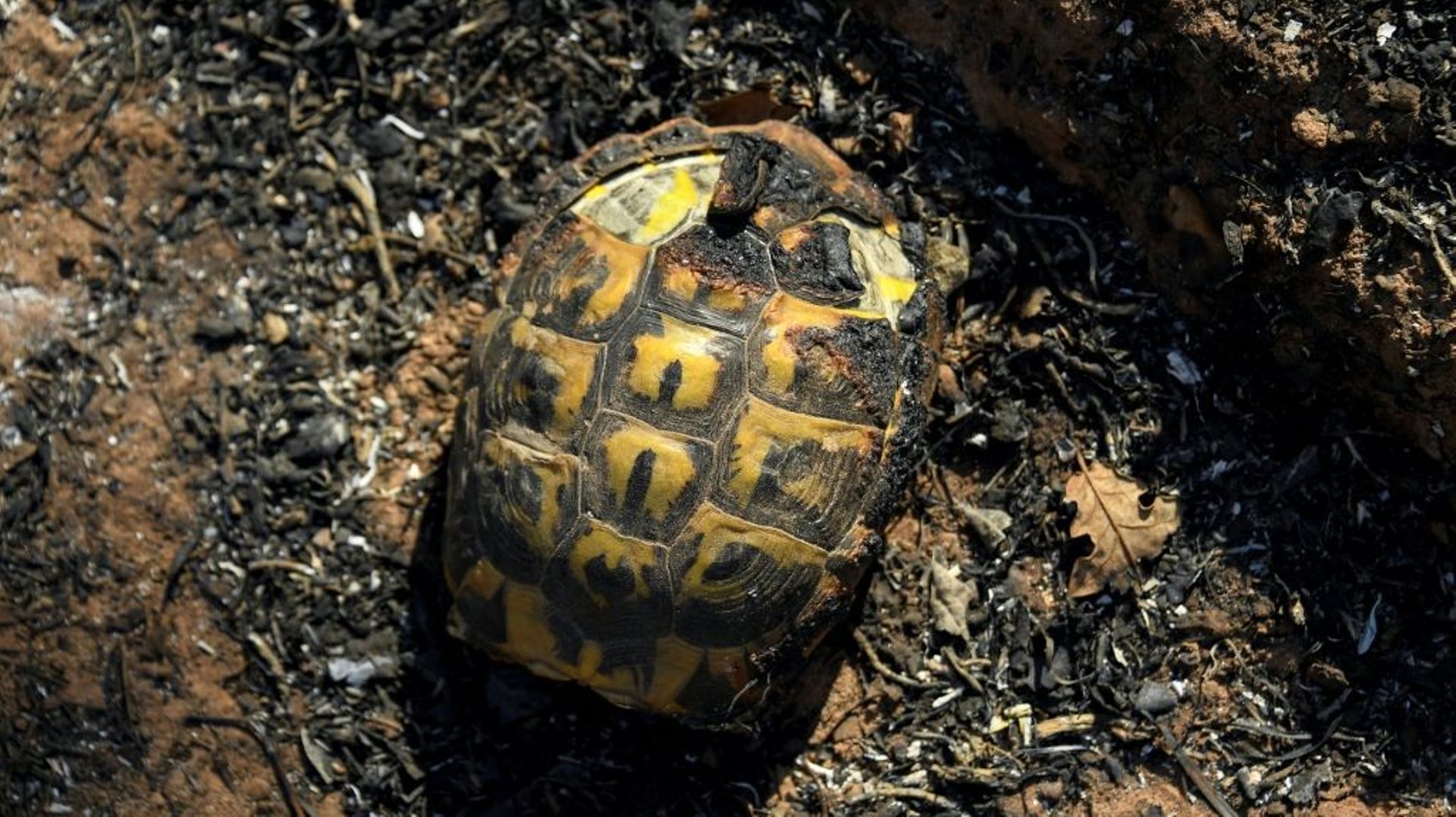 Une tortue brûlée dans un feu de forêt, le 17 août 2021 à Gonfaron, dans le Var